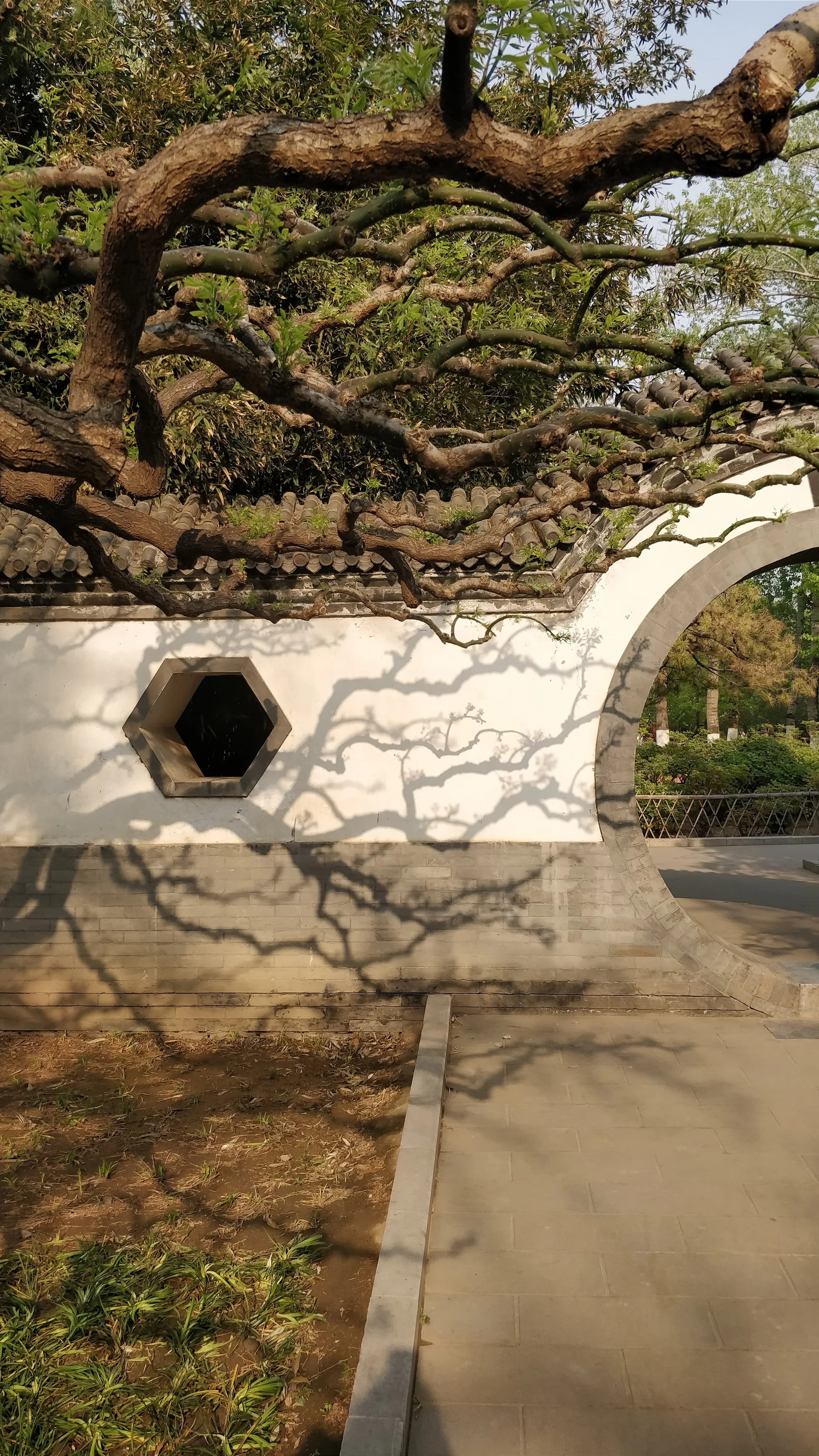 Un mur blanc avec une fenêtre hexagonale, ombres de branches d'un arbre sur le mur et le sol, avec un chemin pavé et un pont en bois en arrière-plan.