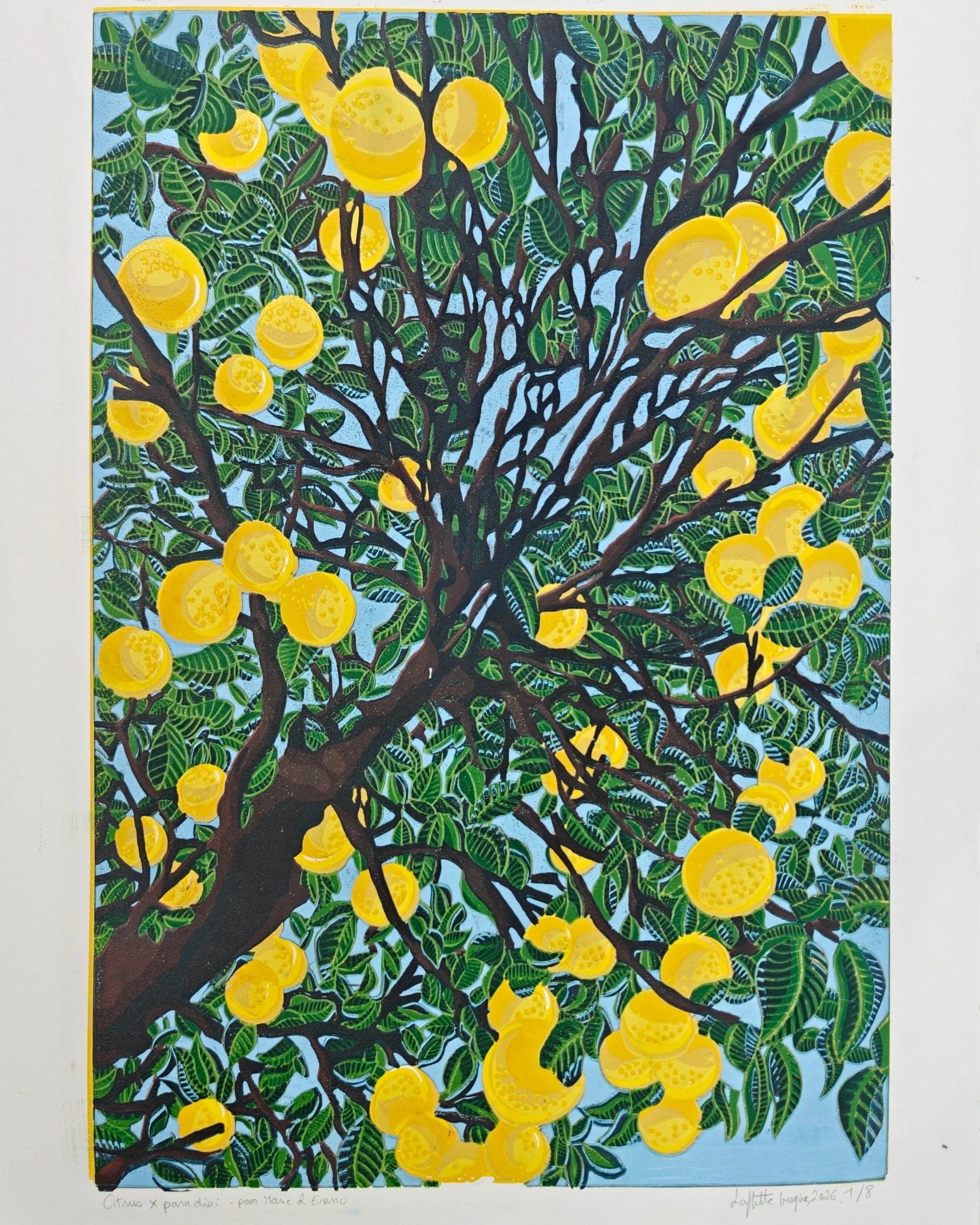 Citrus x Paradisi