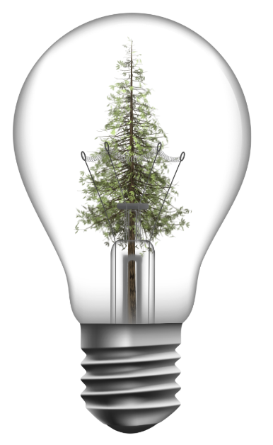 Muir-Woods-part-of-California’s-Golden-Gate-National-Recreation-Area-making-it-a-significant-natural-and-historical-landmark-known-for-conservation-and-serene-beauty.