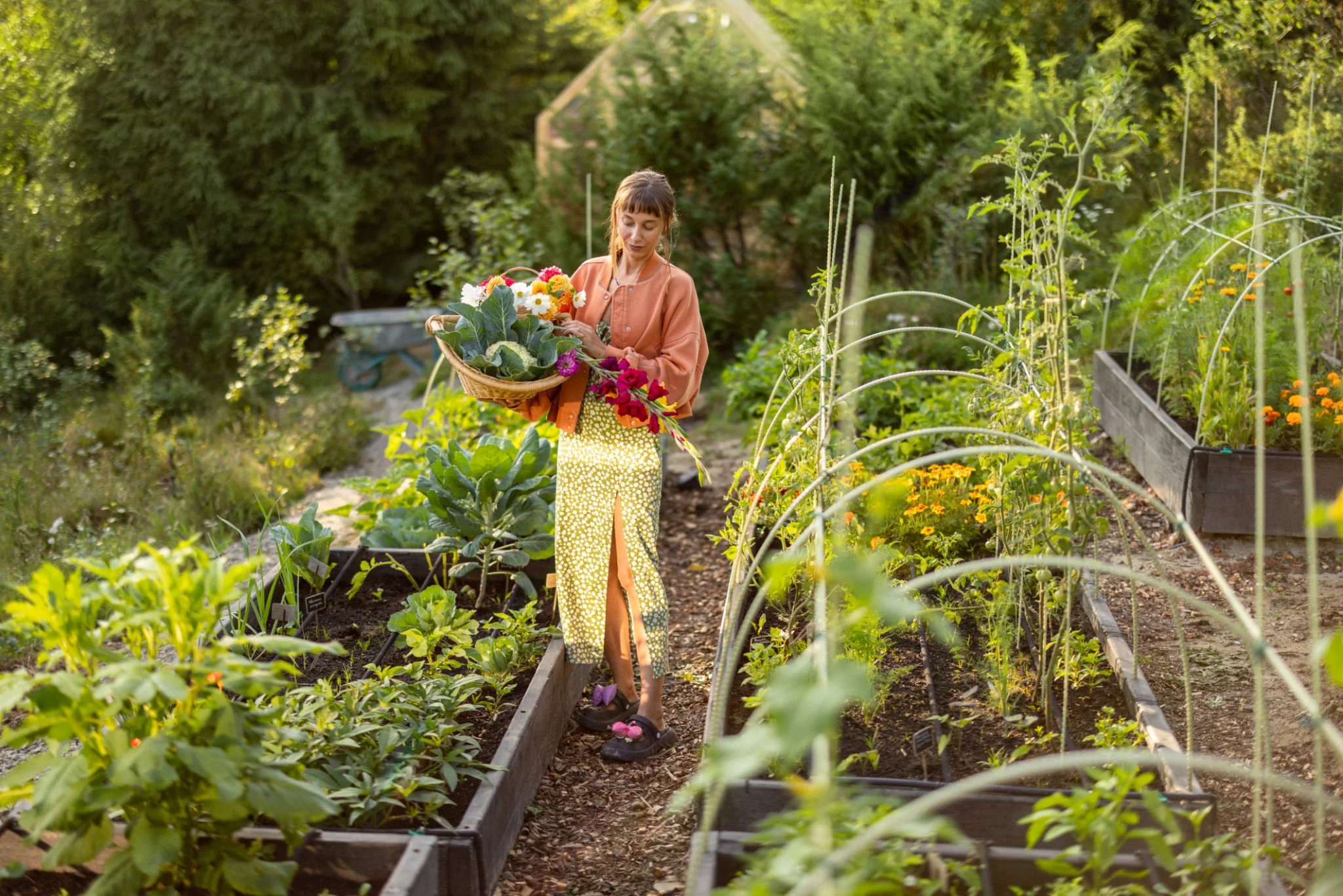 Woman harvesting flowers in a vegetable garden during daytime, surrounded by lush greenery and raised garden beds.
