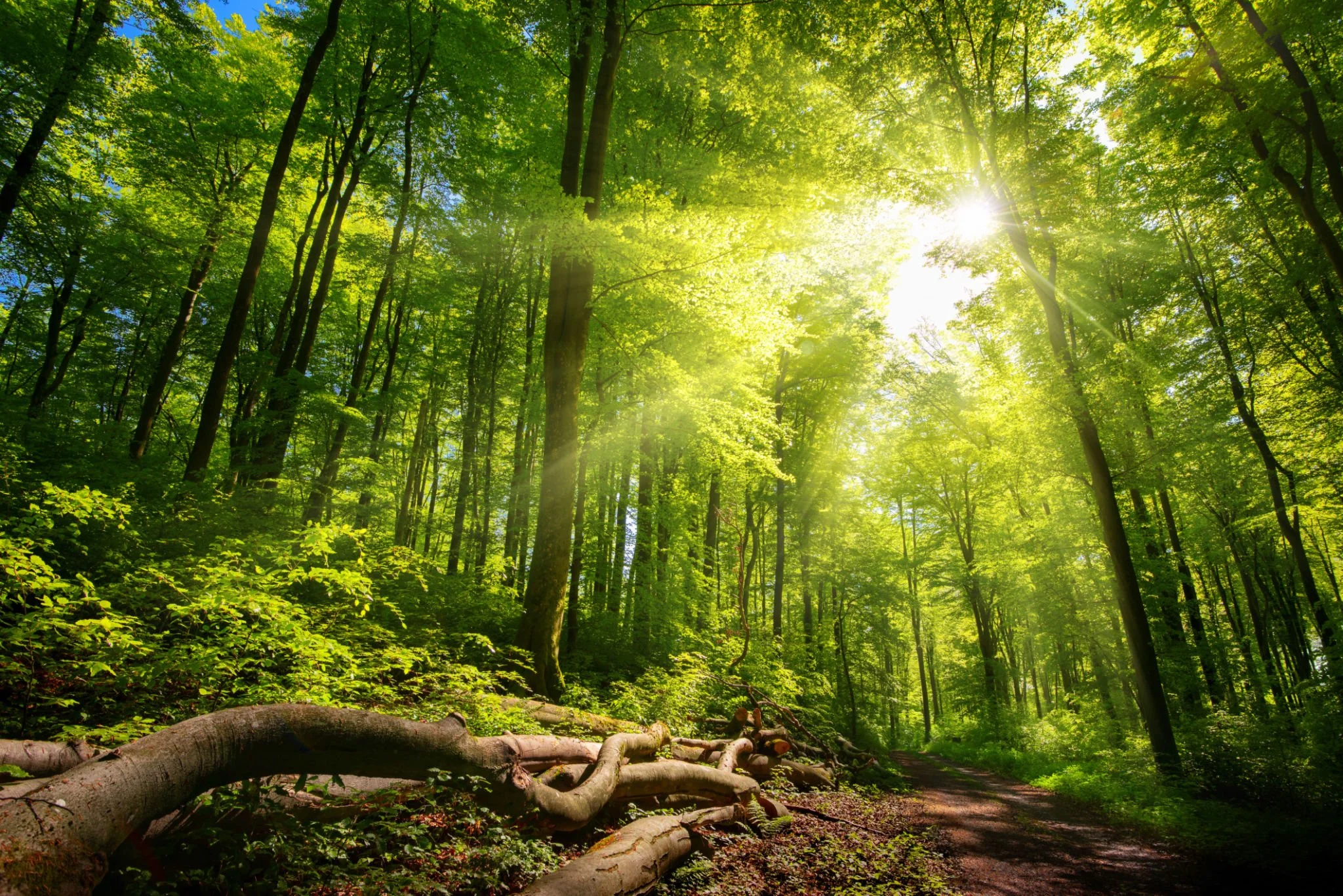 Sunlight filtering through a lush green forest with tall trees and a dirt path running through it.