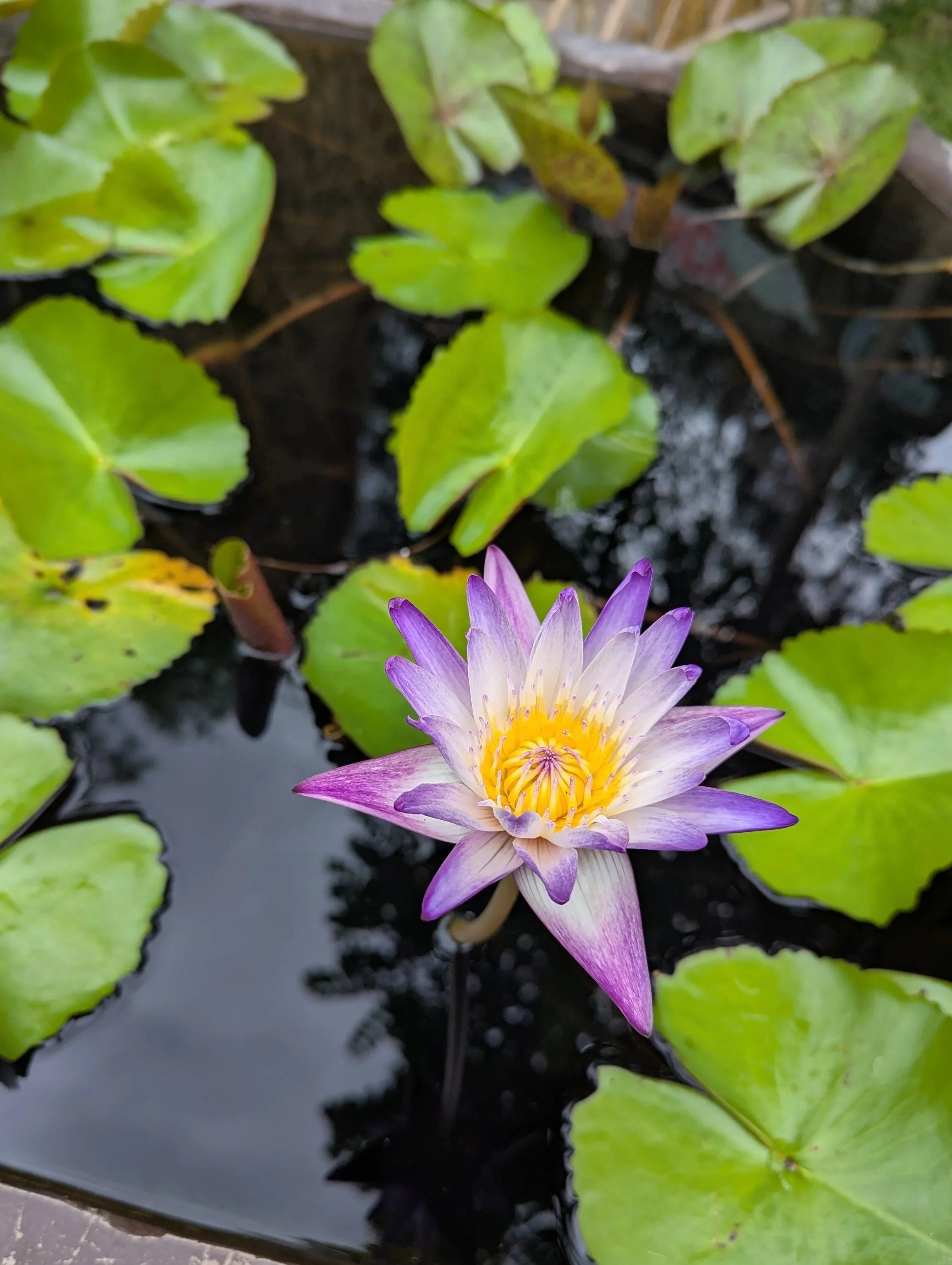 A purple and yellow water lily flower floating on a pond surrounded by green lily pads.