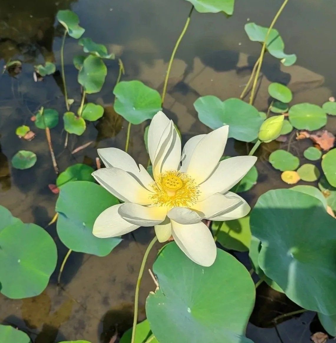 A white water lily flower blooming among green lily pads on a pond.