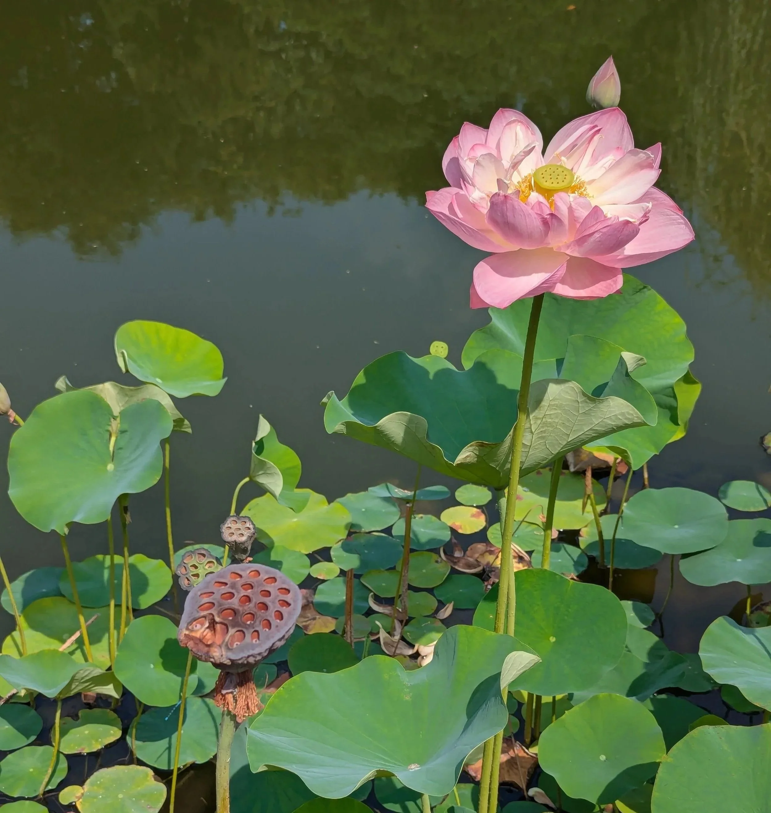A pink water lily with green lily pads floating on a pond. The flower has a yellow seed pod in the center and some pods are visible below. The pond water is reflected with trees and the sky.