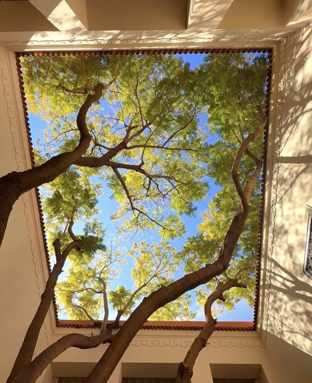 Tree extending beyond a corporate building terrace, symbolizing boundary-breaking wellbeing and conscious transformation in the workplace.