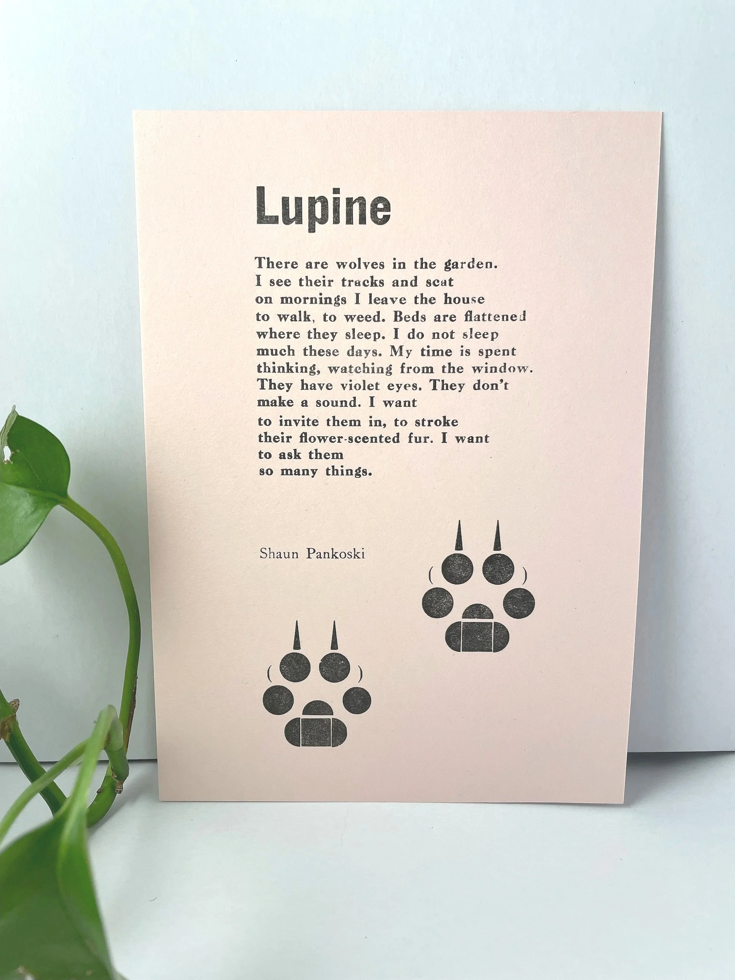 Lupine