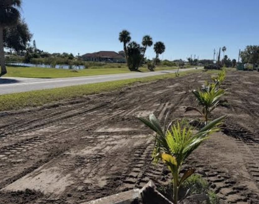 Young palm trees planted along a dirt patch beside a paved road with houses and palm trees in the background under a clear blue sky.