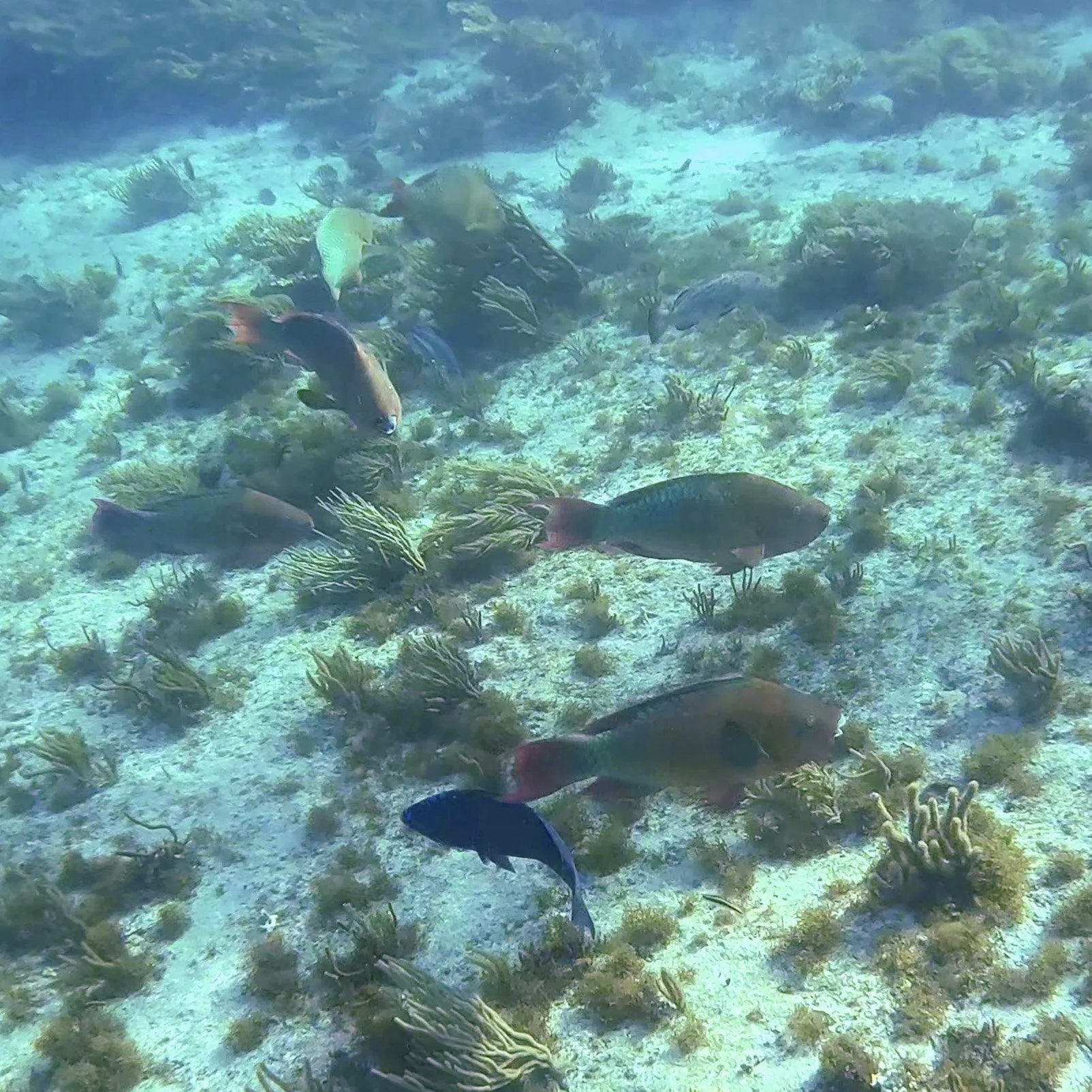 Underwater scene with various fish swimming near coral and seaweed on the ocean floor.