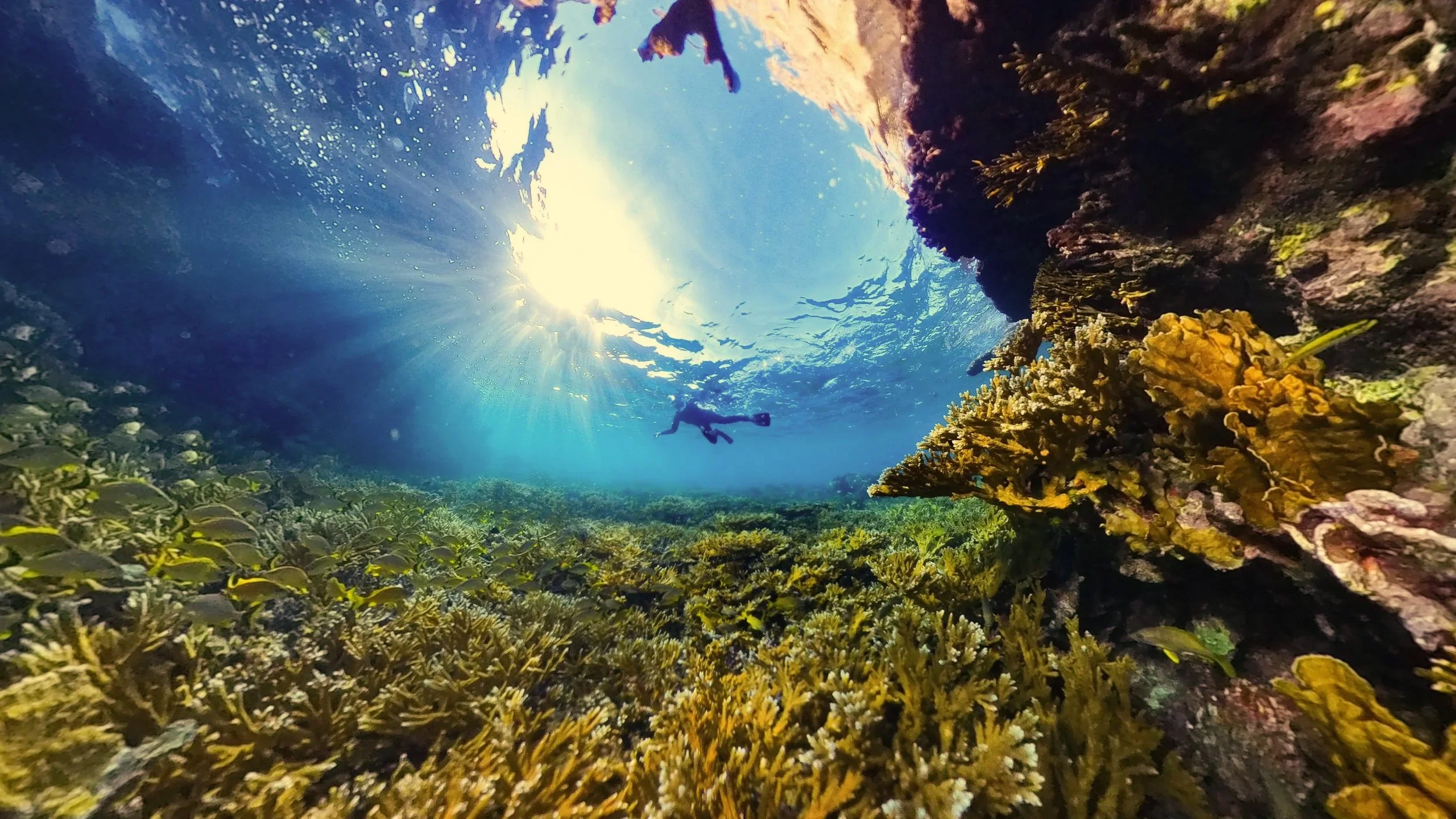 Underwater scene showing a scuba diver swimming above a vibrant coral reef with sunlight filtering through the water.