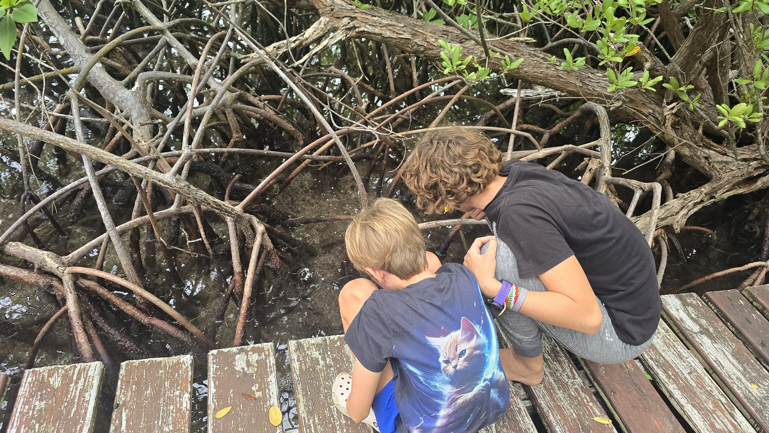 Two children, one with blonde hair and the other with curly brown hair, sitting on a weathered wooden dock looking into water under tangled mangrove tree roots and branches.