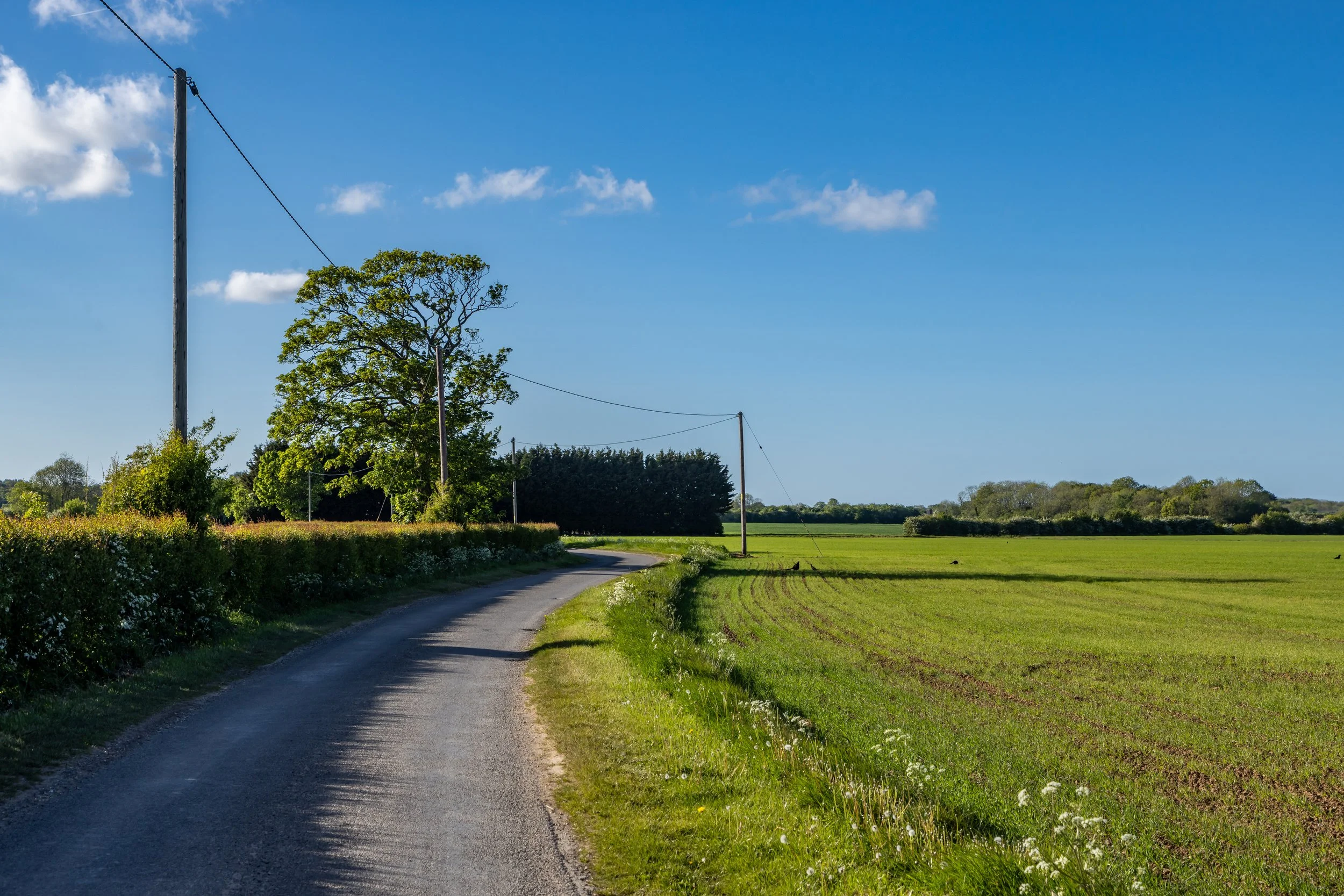 Rural pole line where poles may be owned by an electric cooperative, a borough, or an investor-owned utility