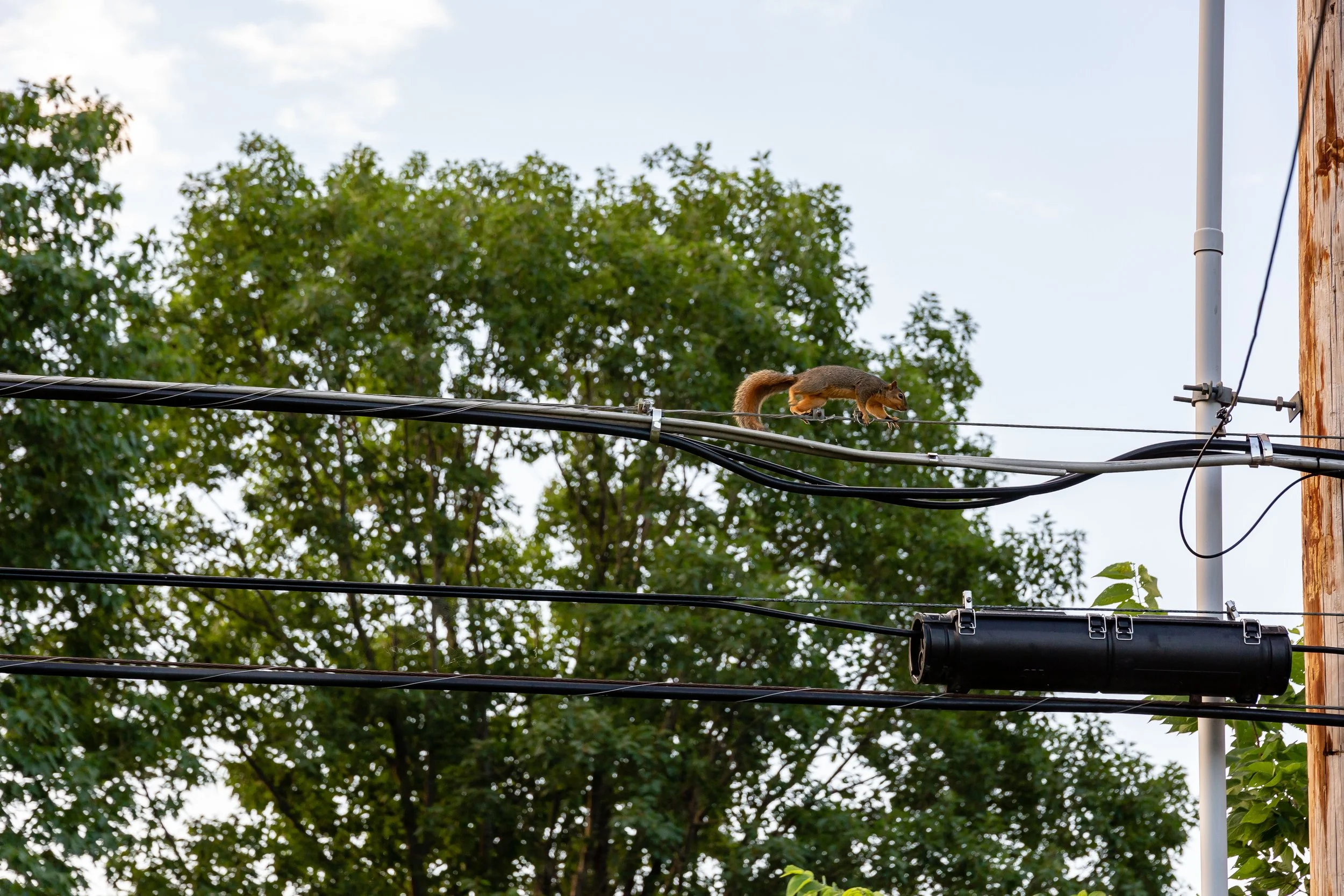Squirrel on an aerial fiber line, a common cause of summer fiber outages