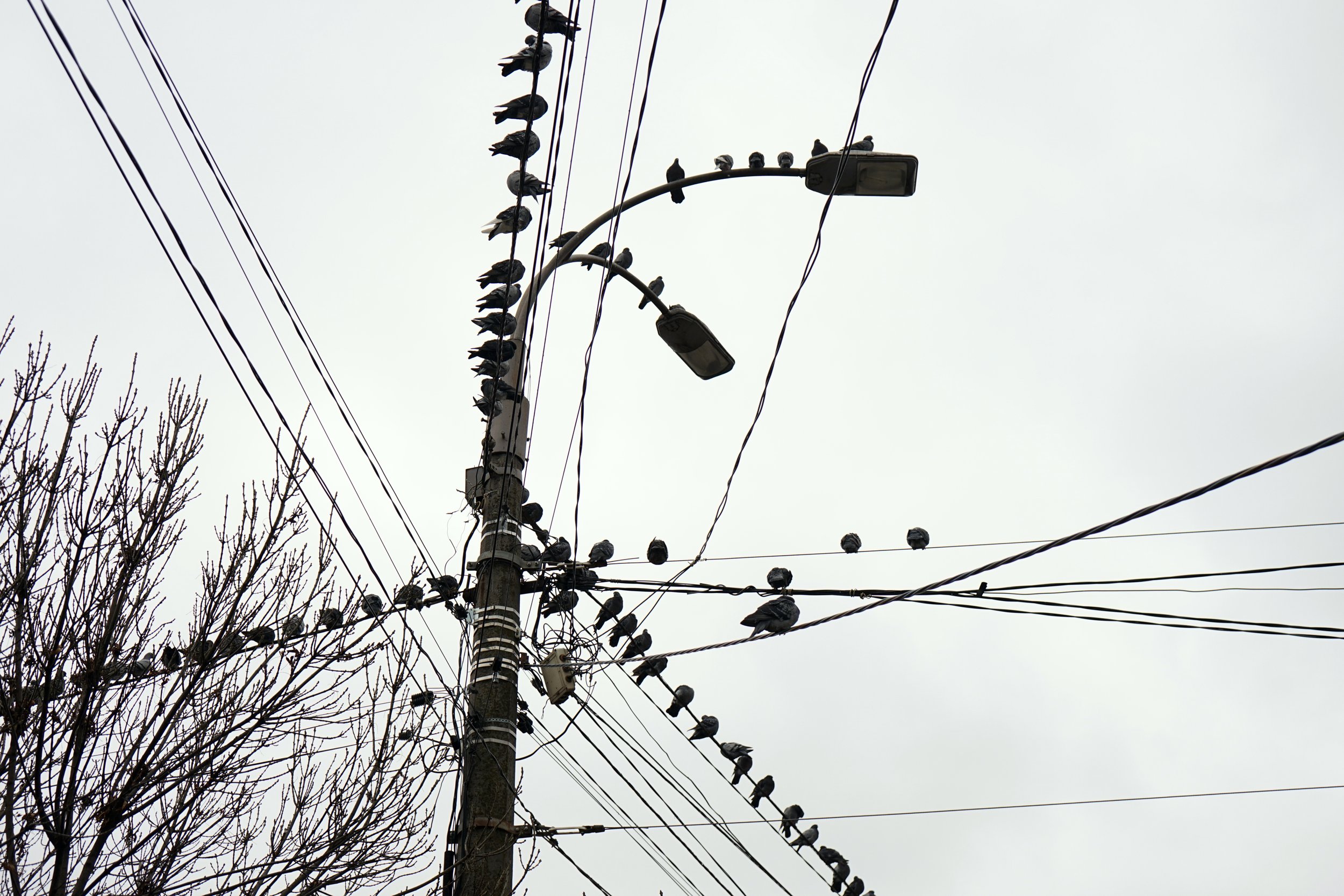 Birds on an aerial fiber line, a common cause of summer fiber outages
