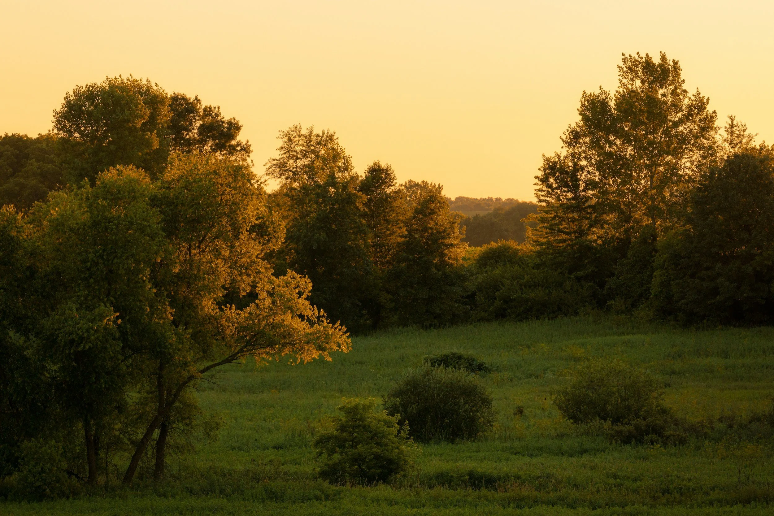 A peaceful landscape of trees and bushes during sunset with a soft yellow sky.