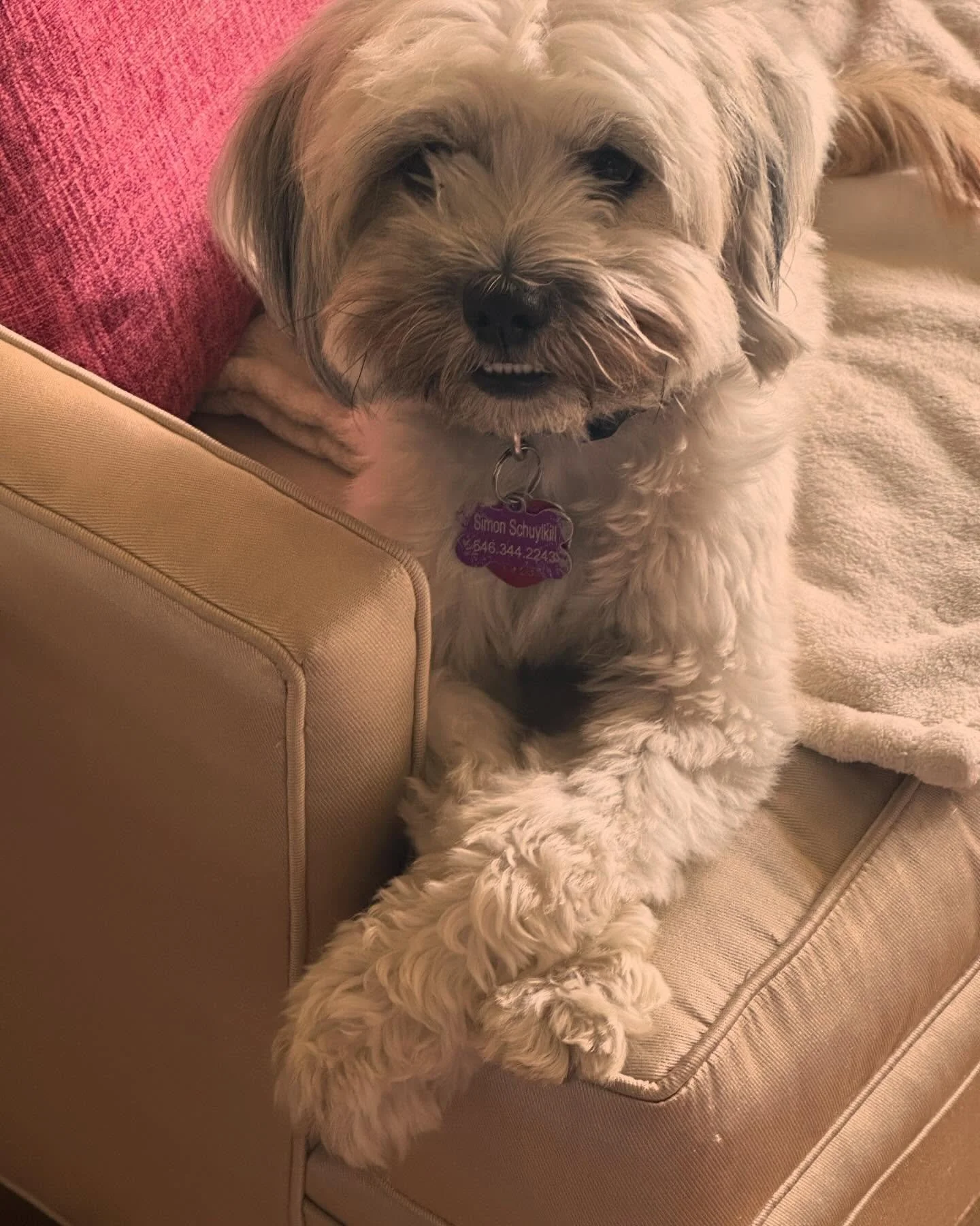 Happy International Dog Day!! You are so very loved, Simon! 😘😘