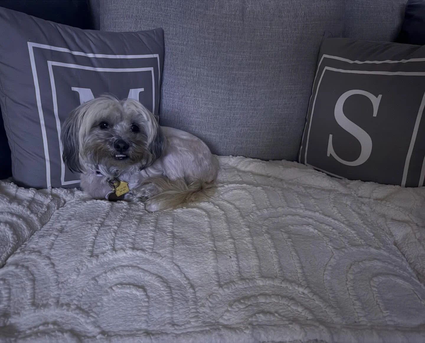 Someone REALLY doesn&rsquo;t want to go outside. 🌨️🐶😩. Same, Simon. Same. 🫠 #rainyday #simonsselections #lhasapoo #phillydog