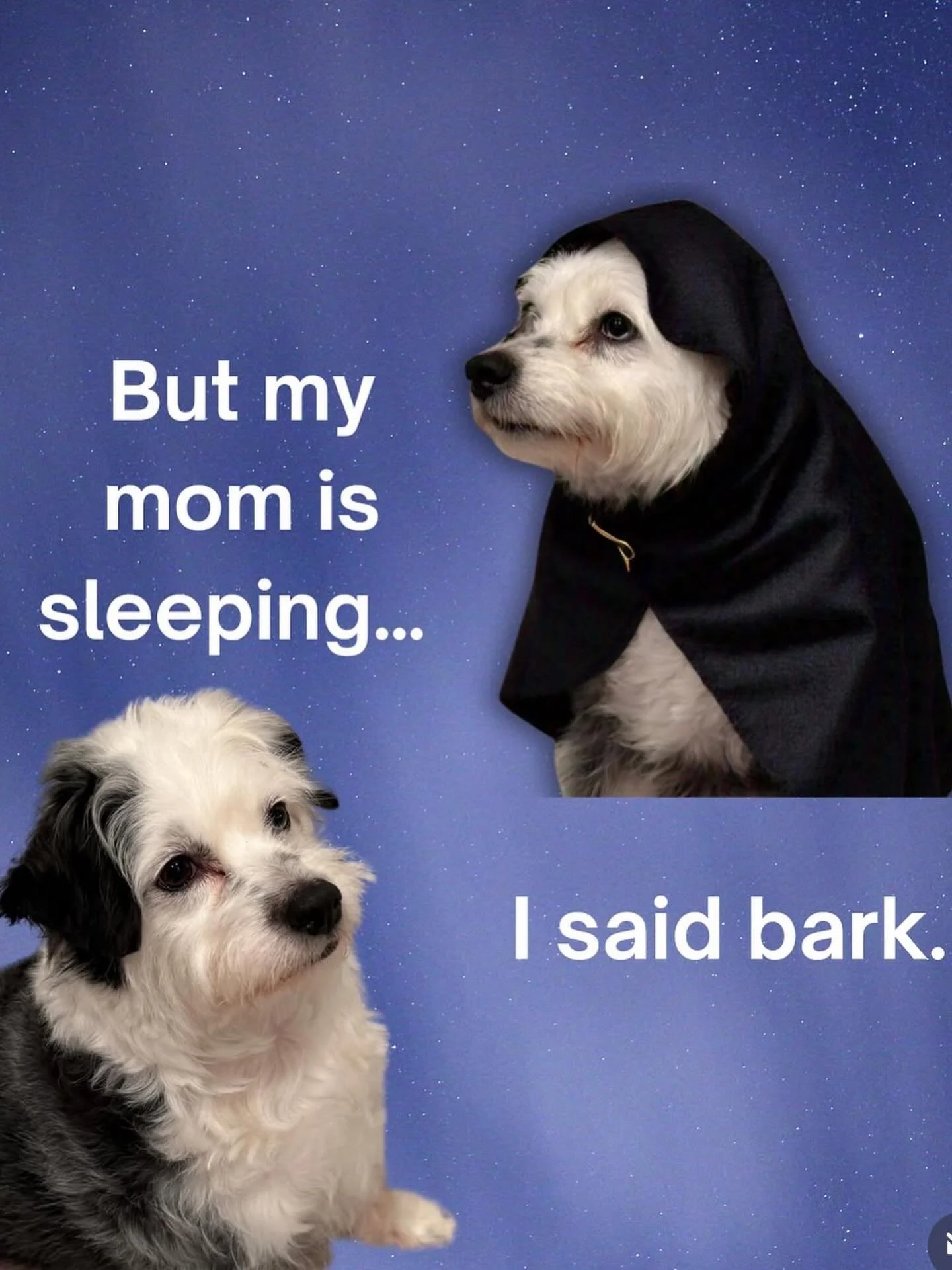 I know when it&rsquo;s 1am because Simon loves to bark like a lunatic. 😑😒 #NoNeedForAnAlarm⏰ #simonsselections #lhasapoo #phillydog