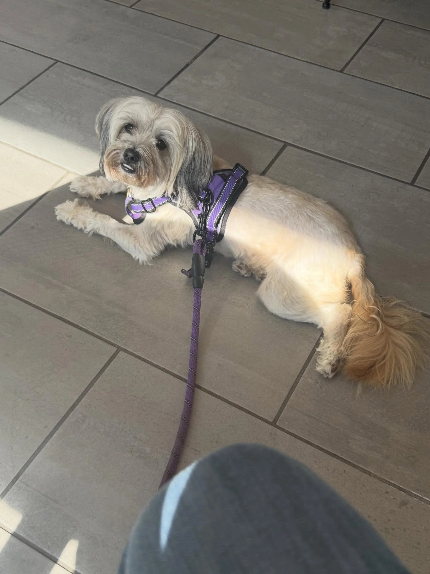 Simon will ALWAYS find a sunny spot! ☀️ Needed to grab brunch before the NBA playoffs start! #nbaplayoffs #brunch #organicdogtreats