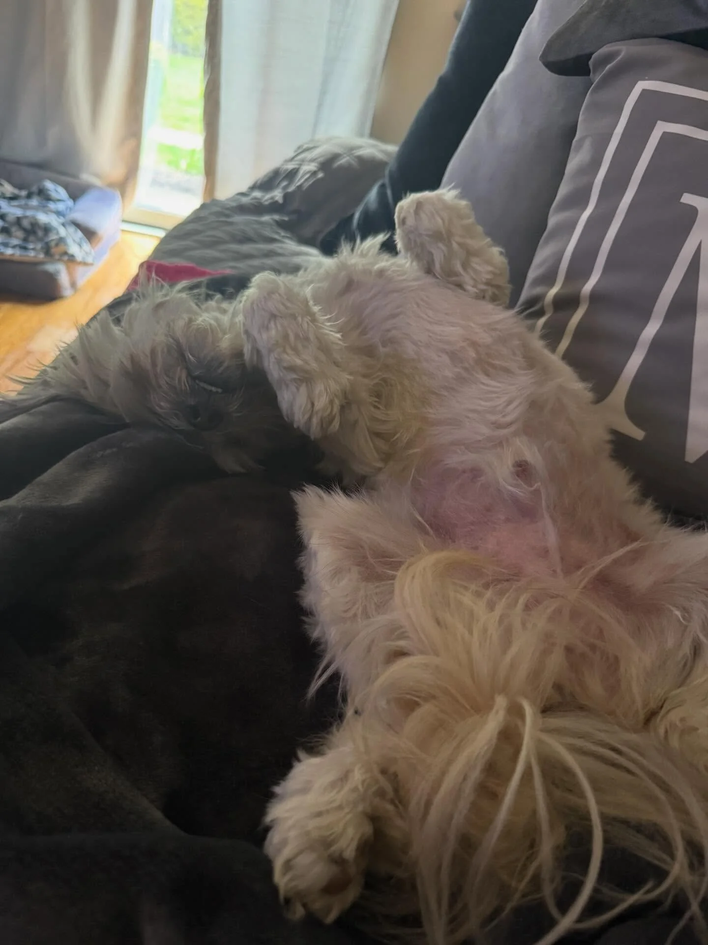 How you sleep when you pay zero bills. I love your life, Simon. 🙂&zwj;&harr;️🐶