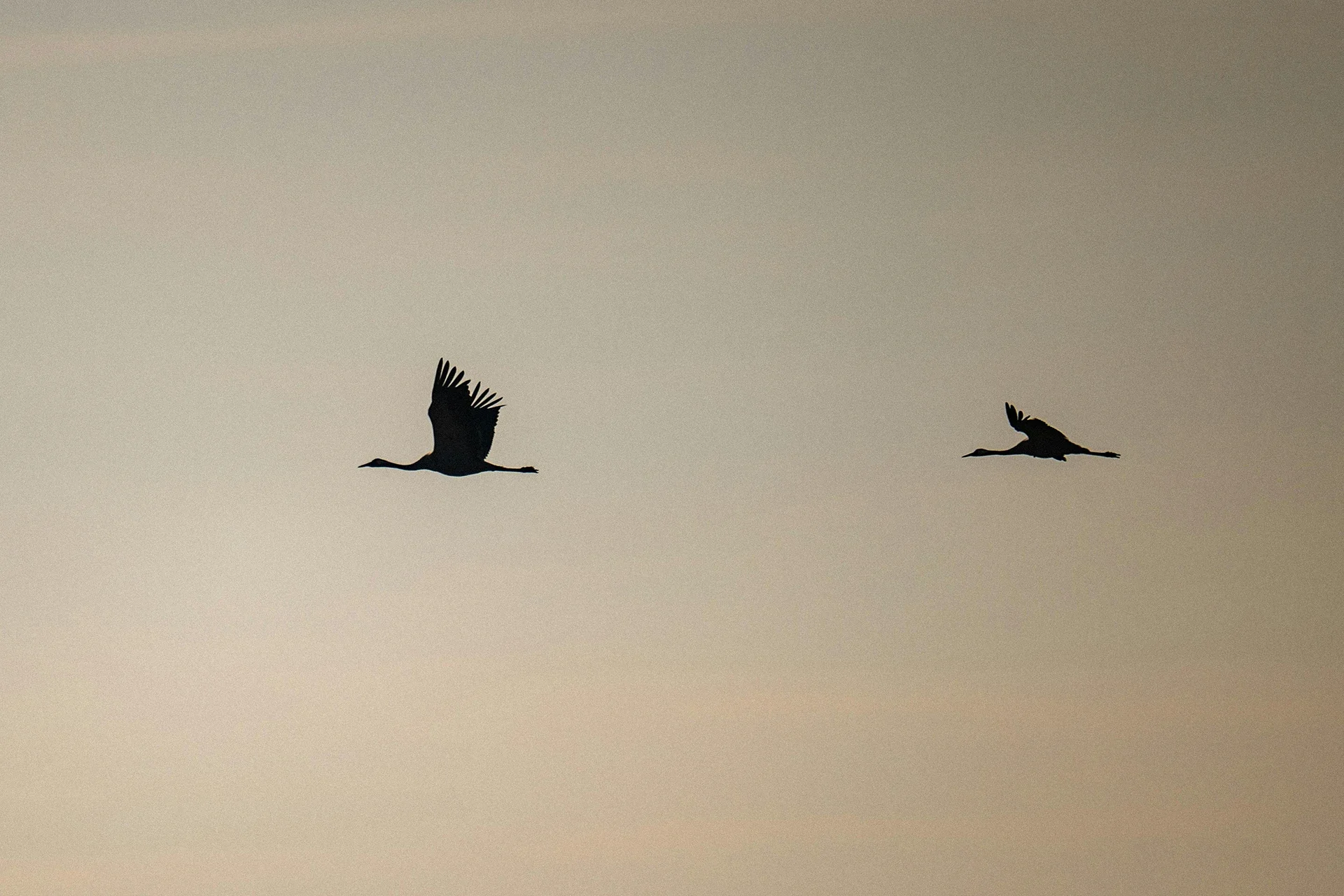 Two birds flying in the sky during sunset or sunrise, silhouetted against a gradient sky.