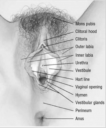 Vulva anatomy. The vulva consists of the organs immediately external to the vagina: mons pubis; clitoris; labia majora; labia minora; vulvar vestibule; urethral meatus; hymen; Bartholin and Skene glands and ducts; and vaginal introitus.