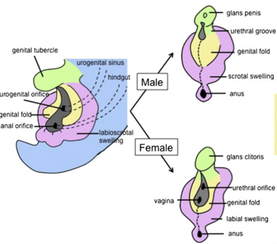 Medical illustration comparing male and female urethral embryologic development.  Source material