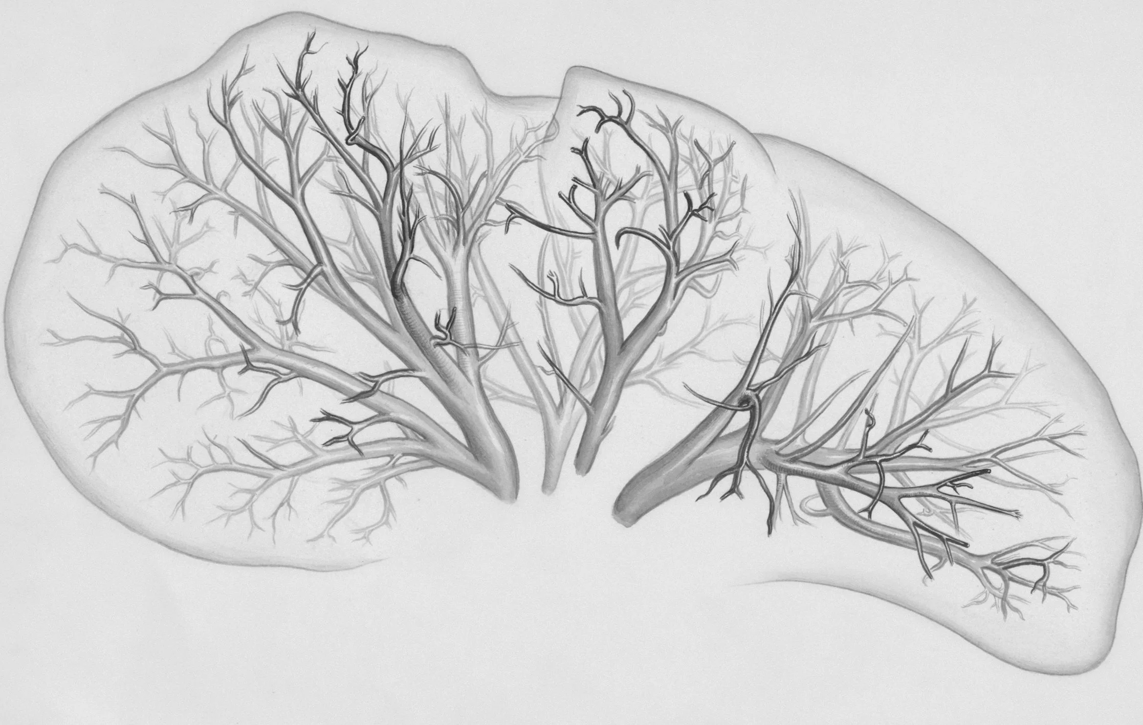 Black and white illustration of two kidneys with branching blood vessels in the center.