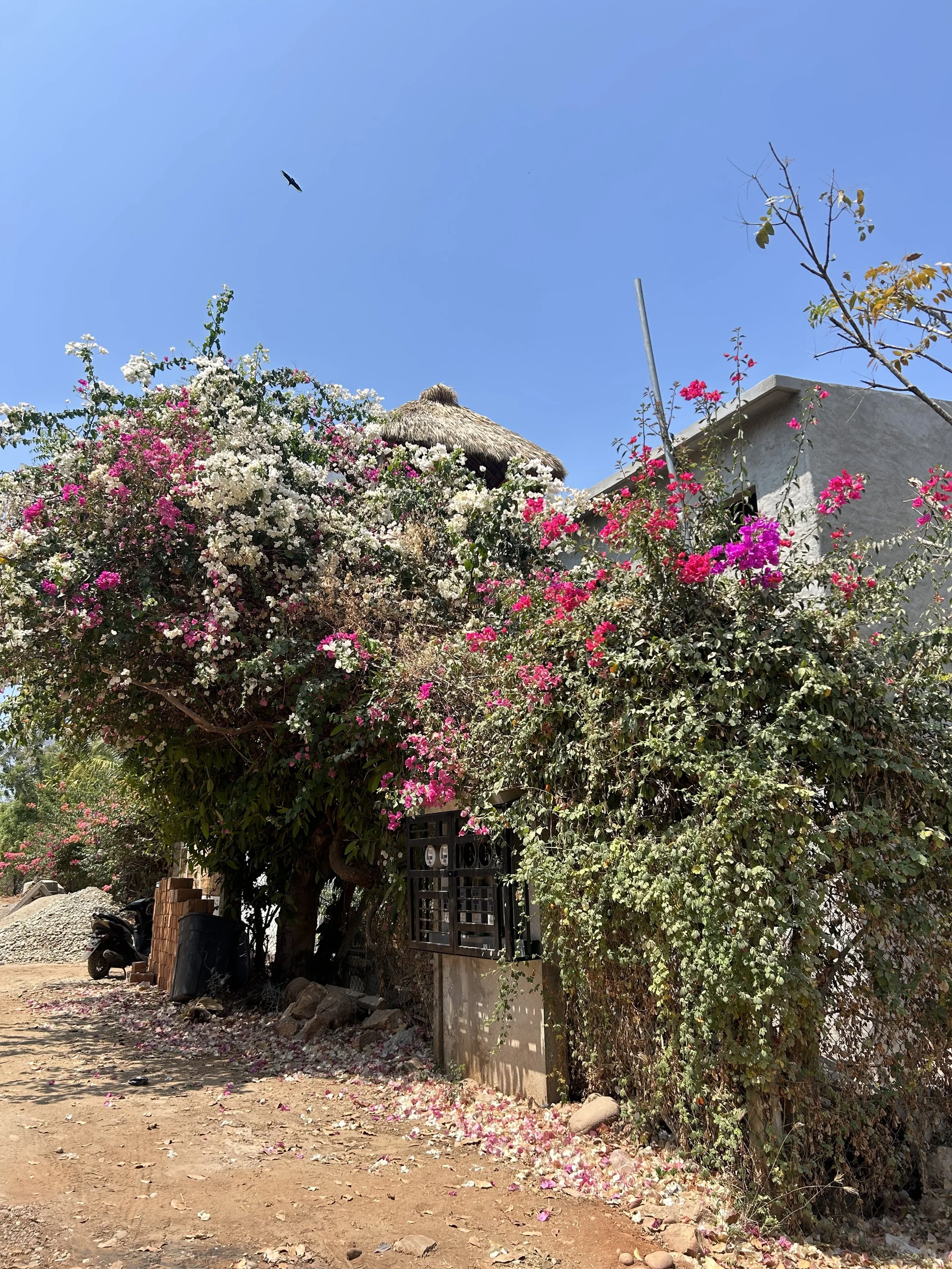IMG_6926.jpeg