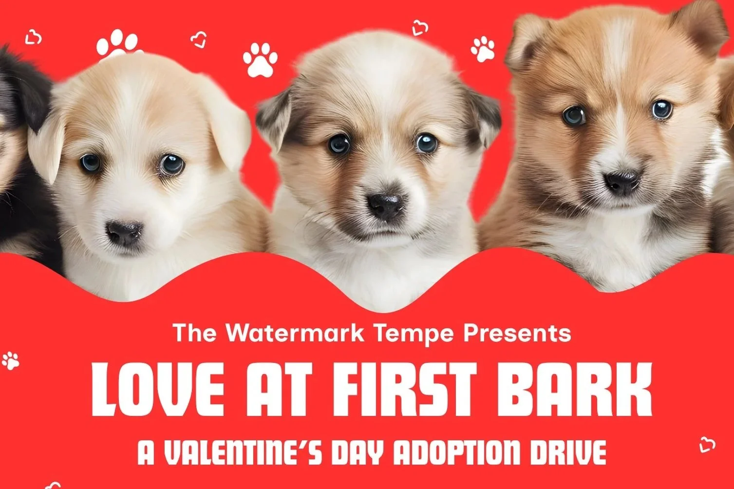Love At First Bark: A Valentine’s Day Adoption Drive