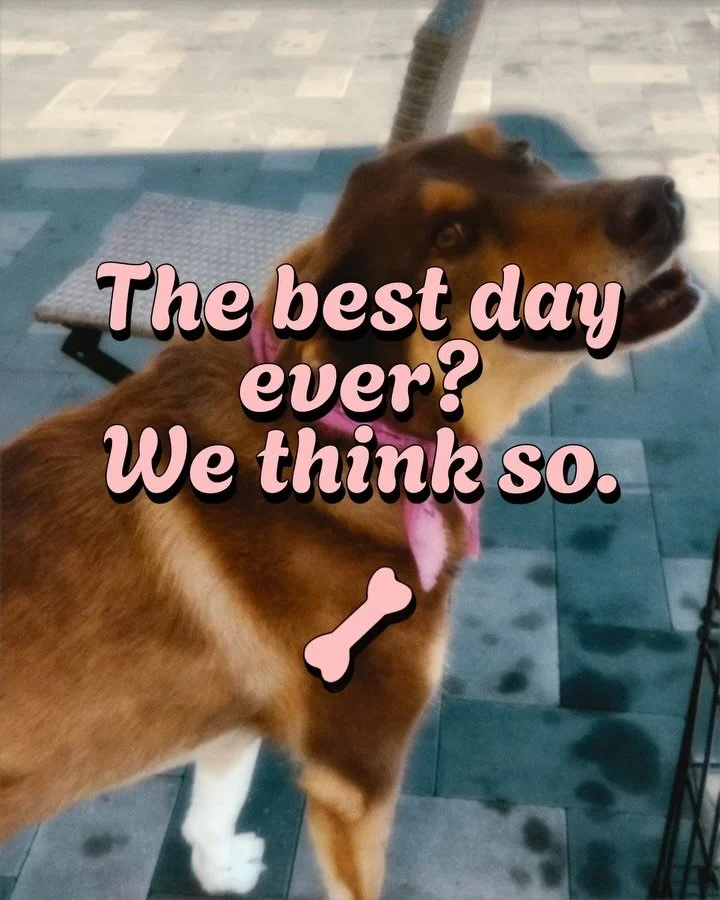 Swipe through to see some of the highlights from our Valentine&rsquo;s Adoption Drive! Whether you found a new best friend or just came for the puppy cuddles, thank you for making Love at First Bark so special. We loved seeing the community come toge