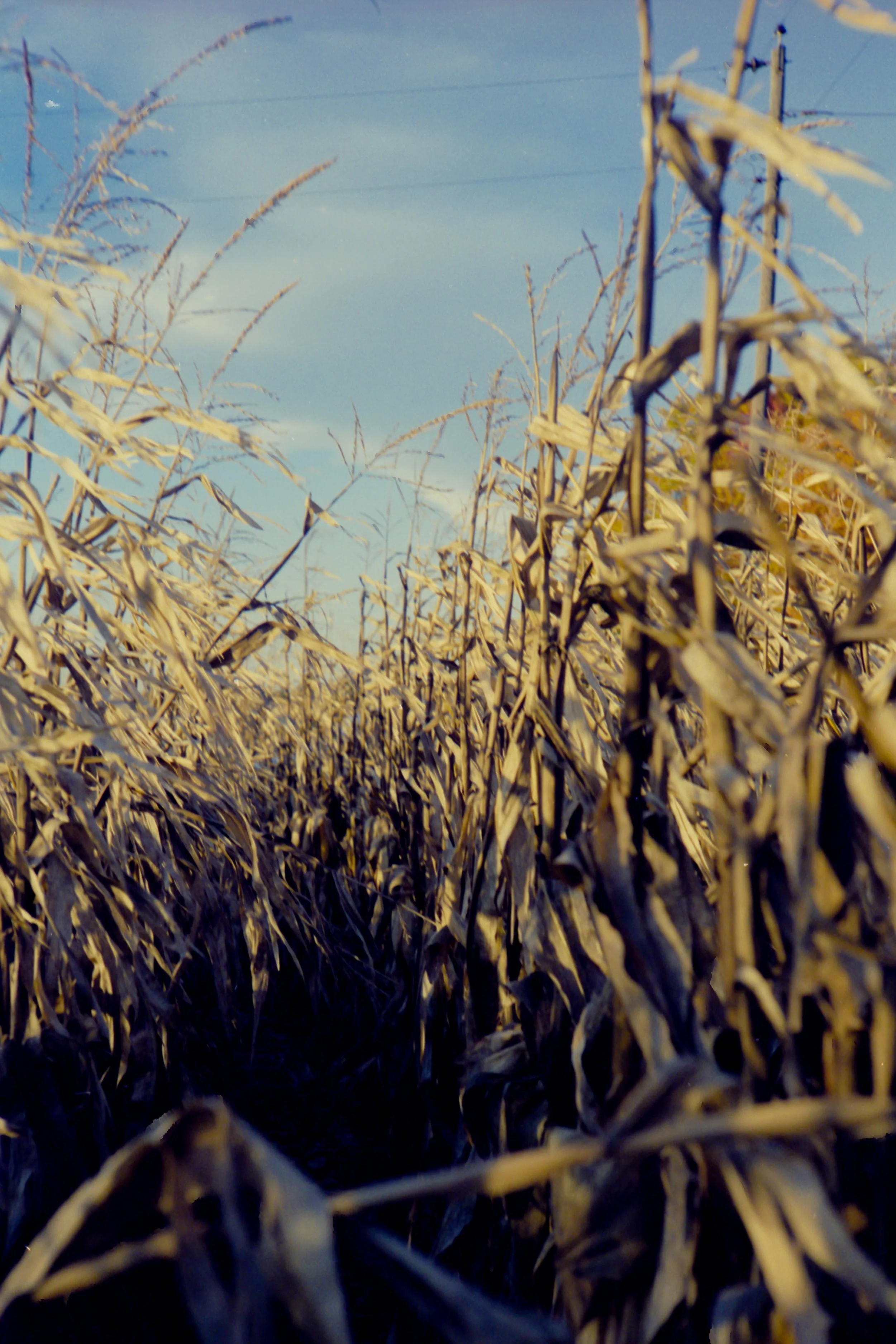 Cornfield, Eau Claire, WI