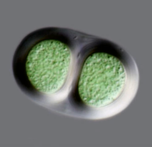 Unicellular Blue Green Algae