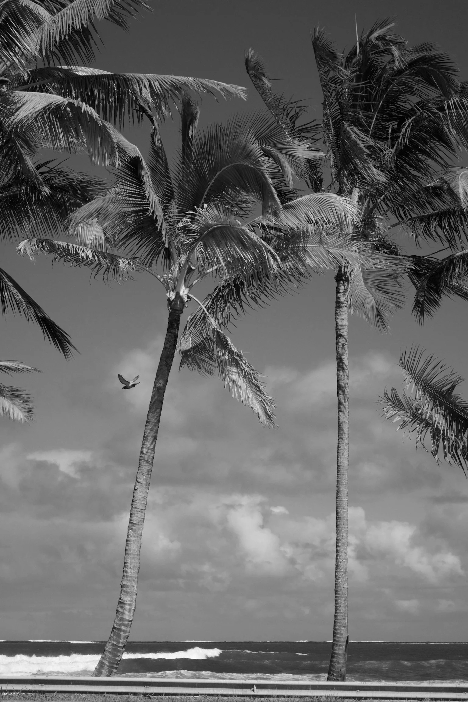 Two tall palm trees on a beach with ocean waves, cloudy sky, and a bird flying nearby in black and white.