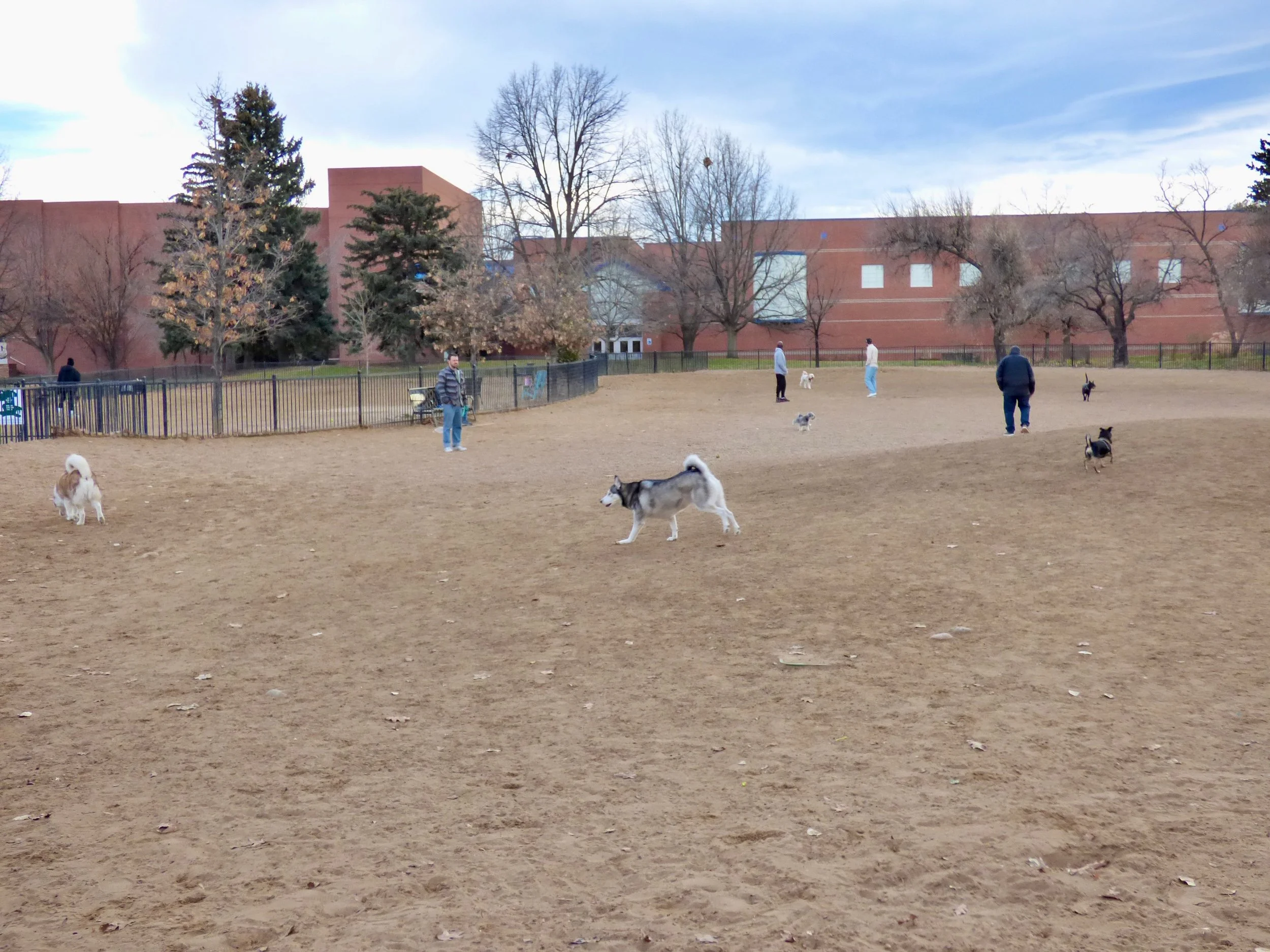 People and dogs playing in a fenced dog park with trees and a brick building in the background.