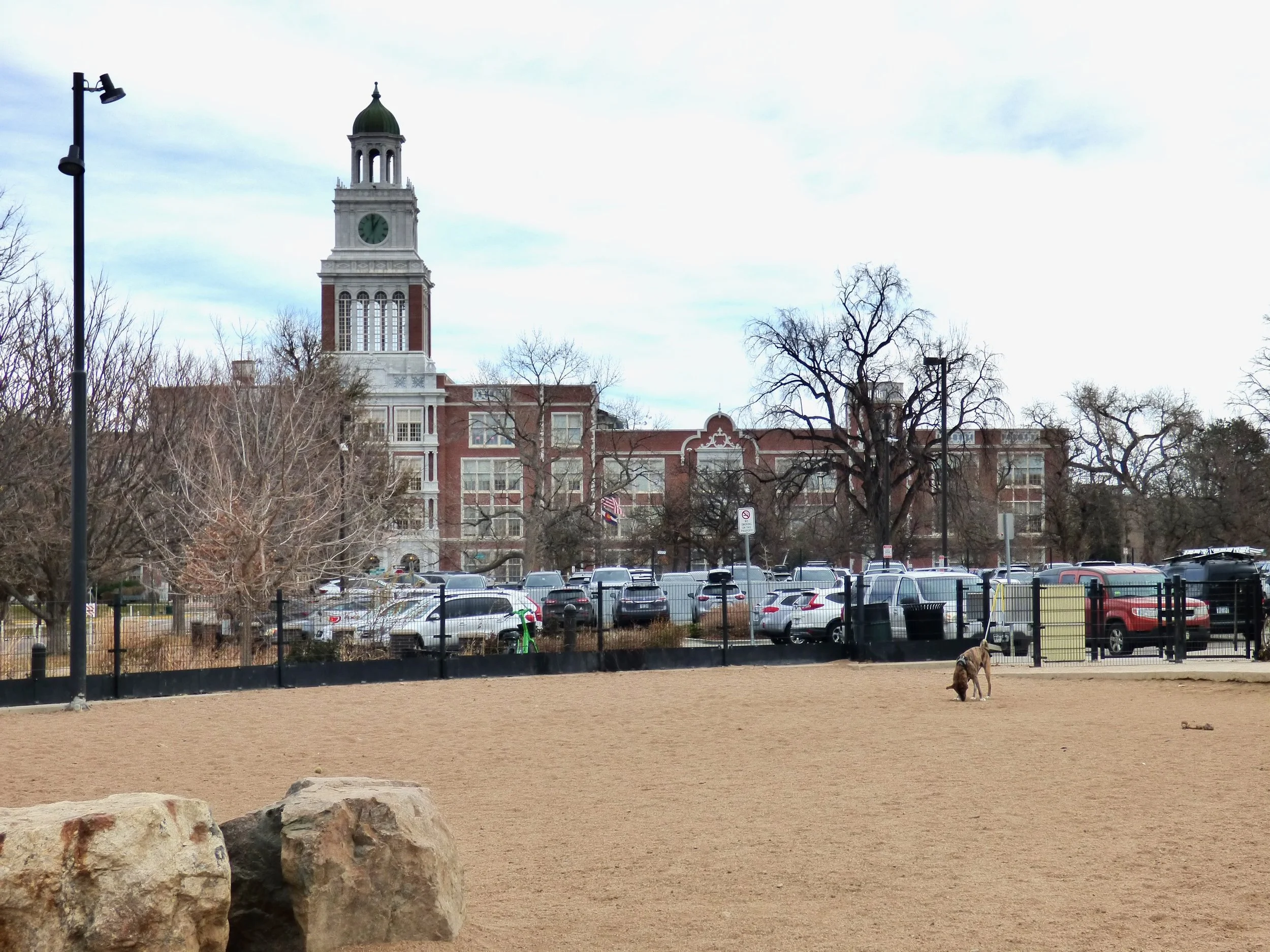 A dog is in a fenced dog park with a sandy ground, large rocks in the foreground, and an old brick building with a clock tower in the background. There are leafless trees and parked cars around the building.