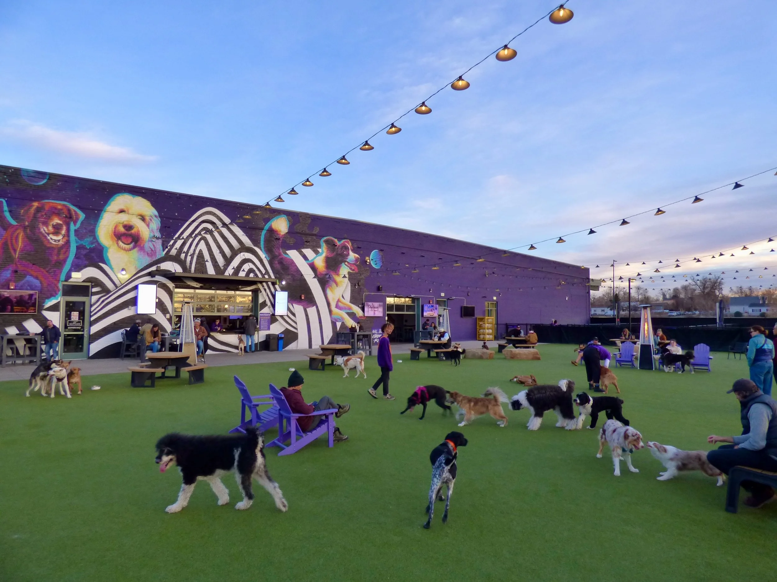People and dogs socializing in the outdoor dog-friendly area of a cafe or park at dusk, with colorful mural art on the purple building and string lights overhead at Skiptown, Denver, CO 80205.