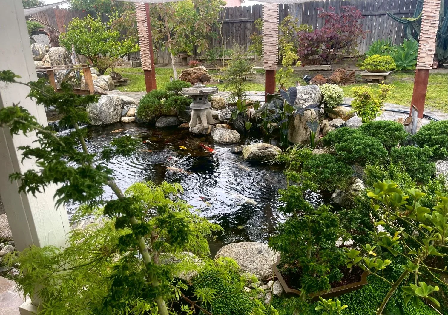 Bonsai cultivation will be topic of horticultural society’s meeting