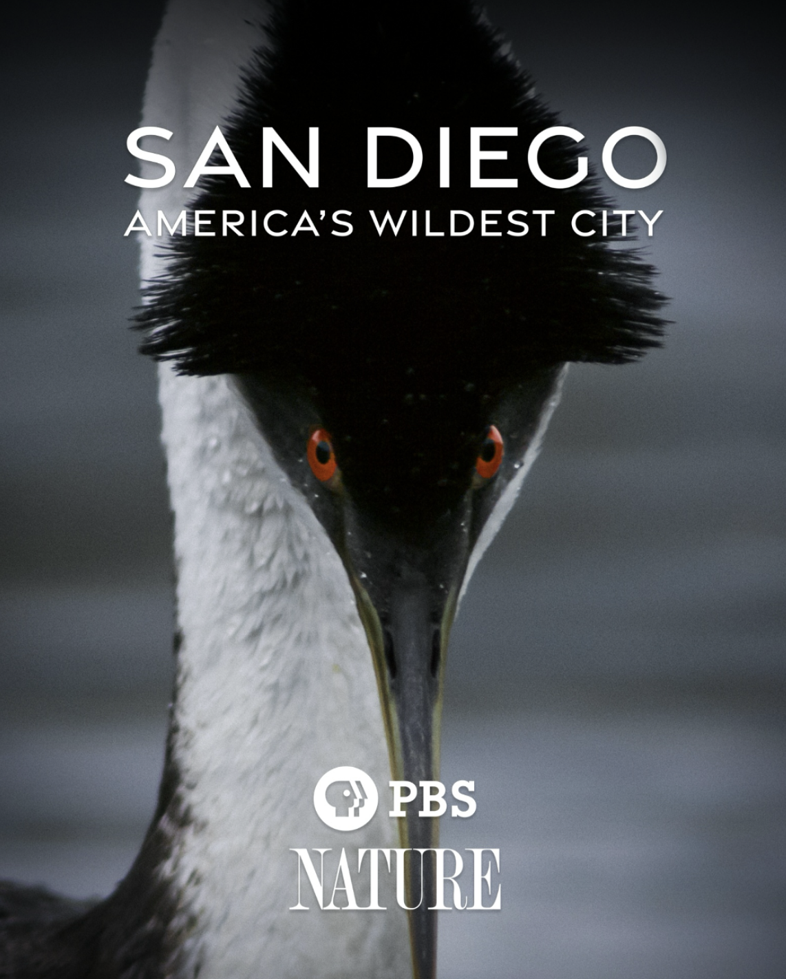 Redlands Camera Club Presents: Lake Hodges, Grebes, water levels and the future! by – Brian Caldwell