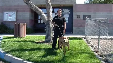 Community Invited to Celebrate Animal Services Center Kennel Expansion