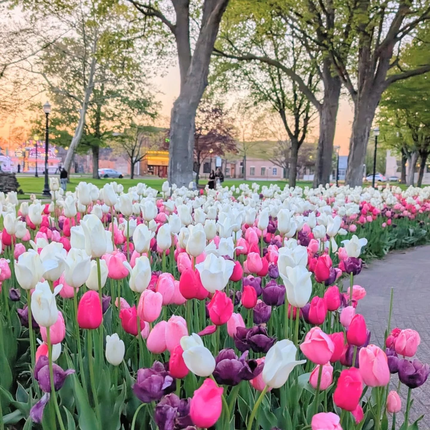 🌷 Happy Tulip Time 2026! 🌷 

#hollandmi #hollandmichigan #tuliptimehollandmi #tulips #spring