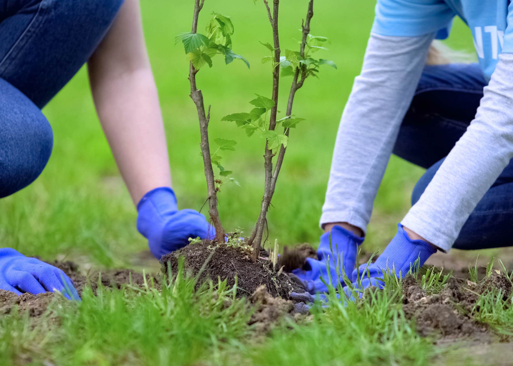 Two people planting a small tree in the soil, both wearing gloves, with a grassy background.