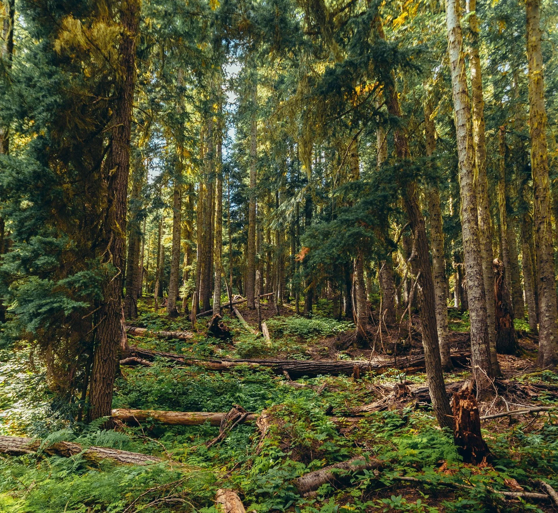 Environment & Sustainability Support
