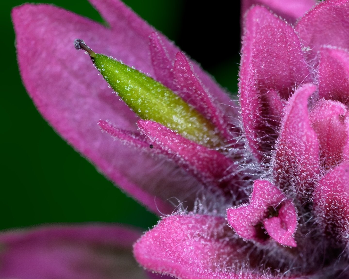 Wildflower season is popping off in Glacier 🌼🌸🌿

I&rsquo;ve been chasing these flowers over the past few weeks and finally put together a few favorites &mdash; each flower here has its own close-up, so make sure to scroll through the whole set and