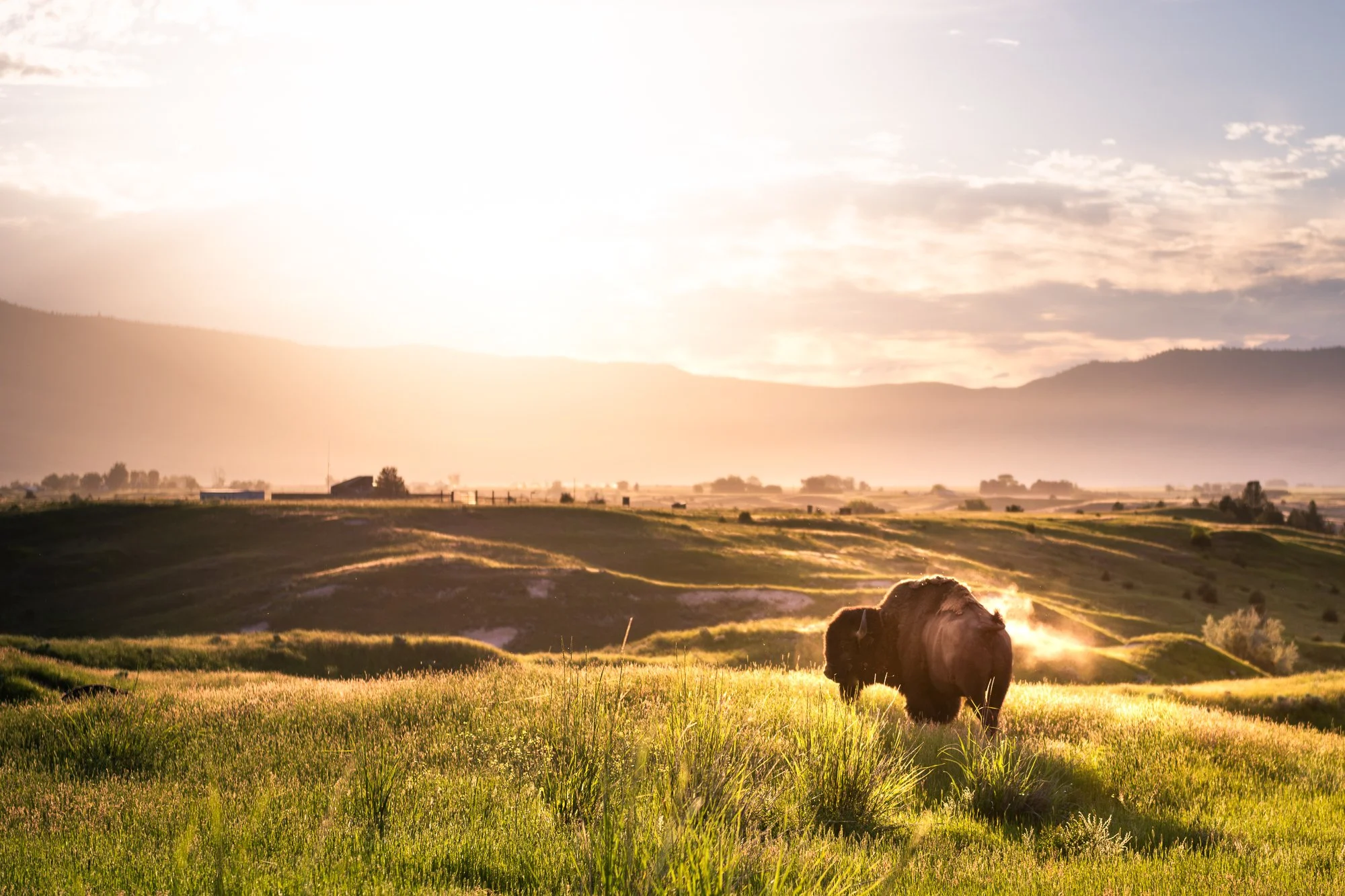Bison grazing on a grassy field at sunset with rolling hills and mountains in the background.