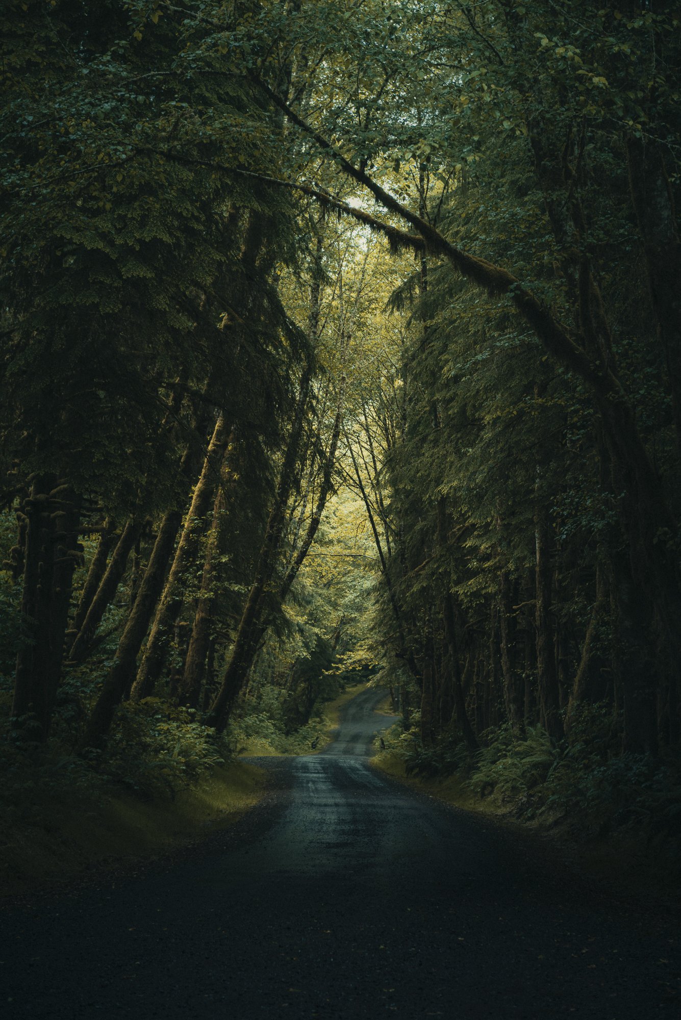 A winding forest road surrounded by tall green trees with sunlight filtering through the canopy.