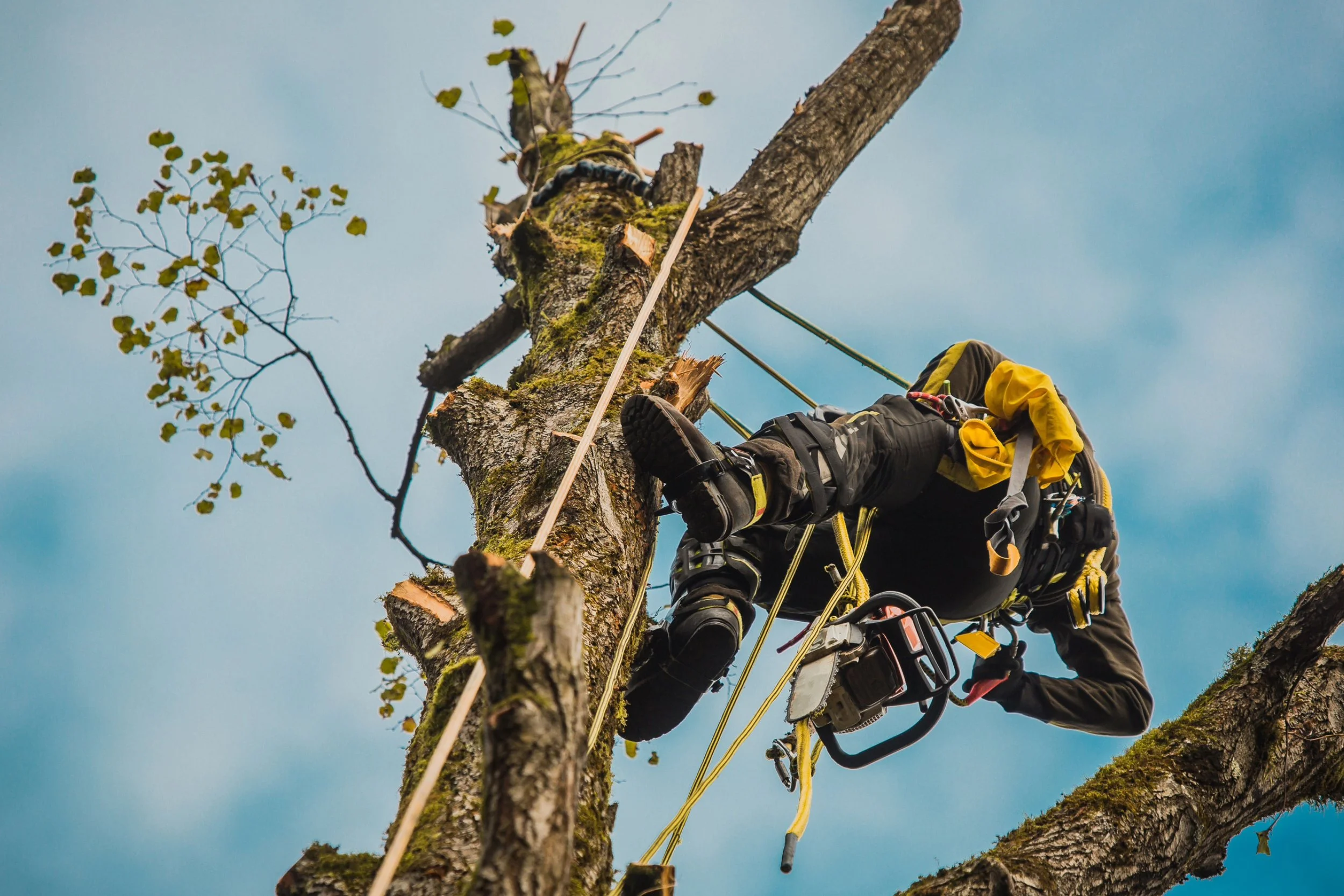 A professional arborist climbing a tall tree with safety gear and ropes, trimming or inspecting the branches against a clear blue sky.