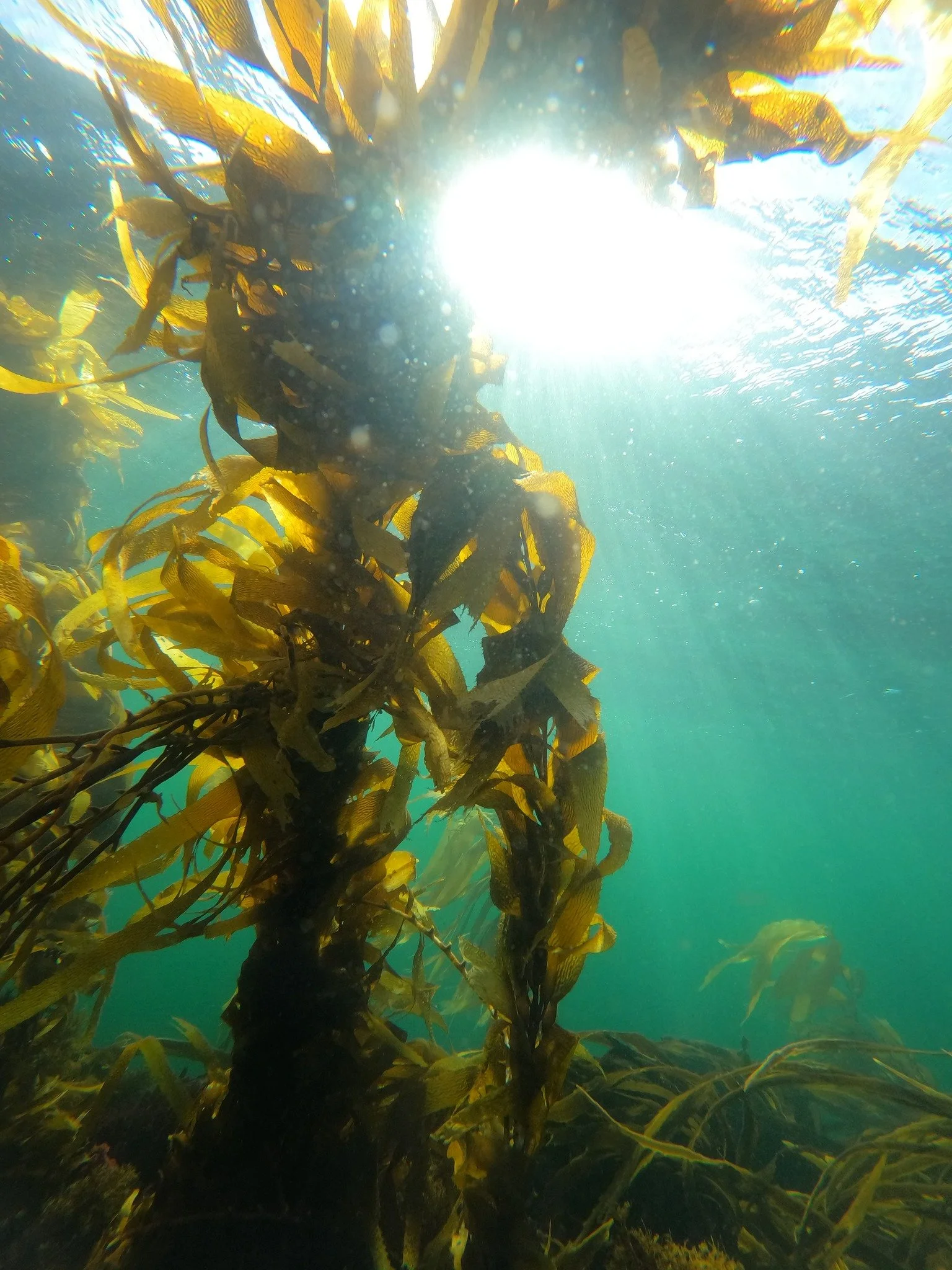 Underwater scene with kelp forest, sunlight shining through the water, and seaweed swaying.