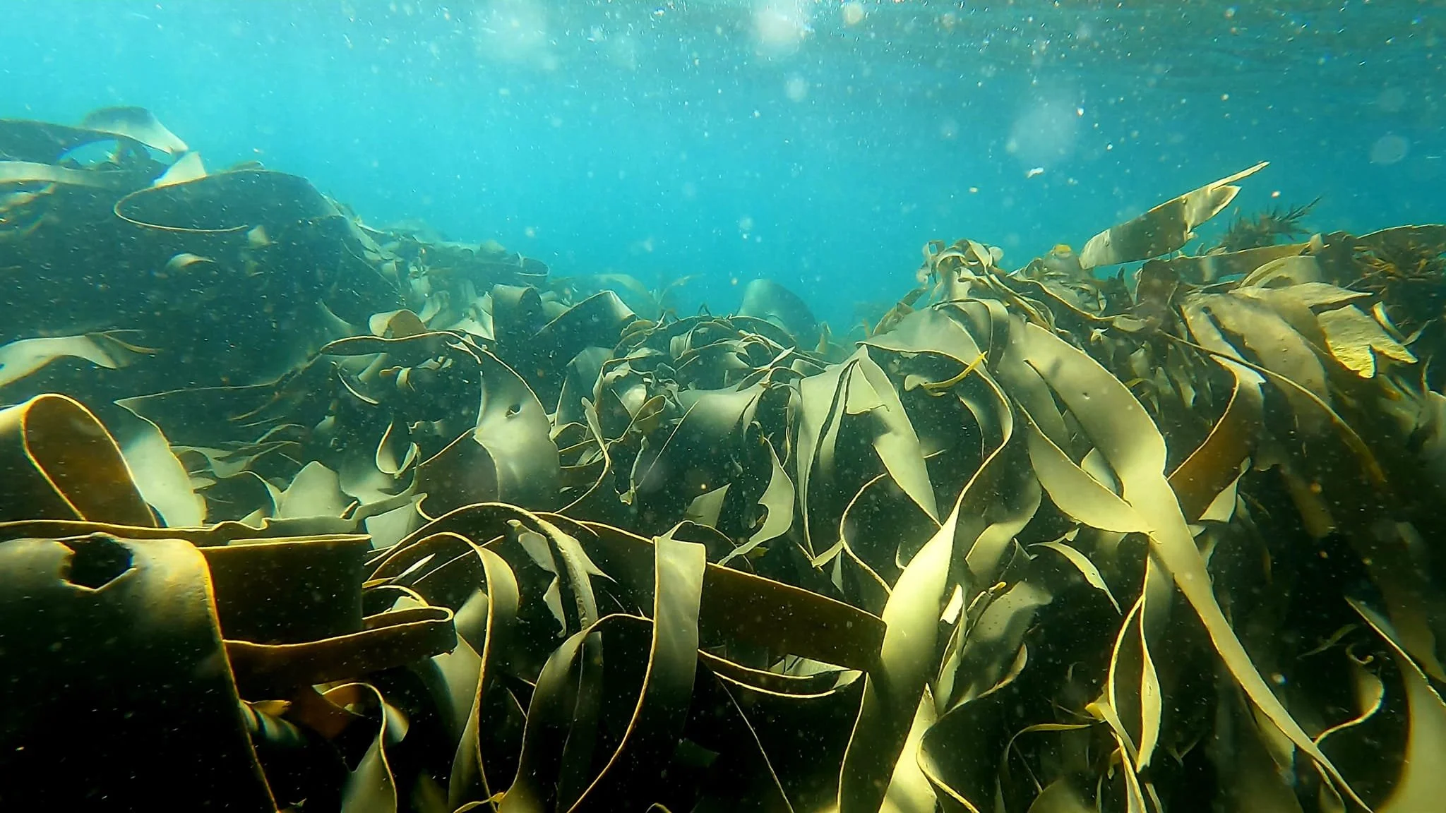 Underwater view of kelp forest with long, wavy kelp blades in shades of green and brown, floating in blue water.