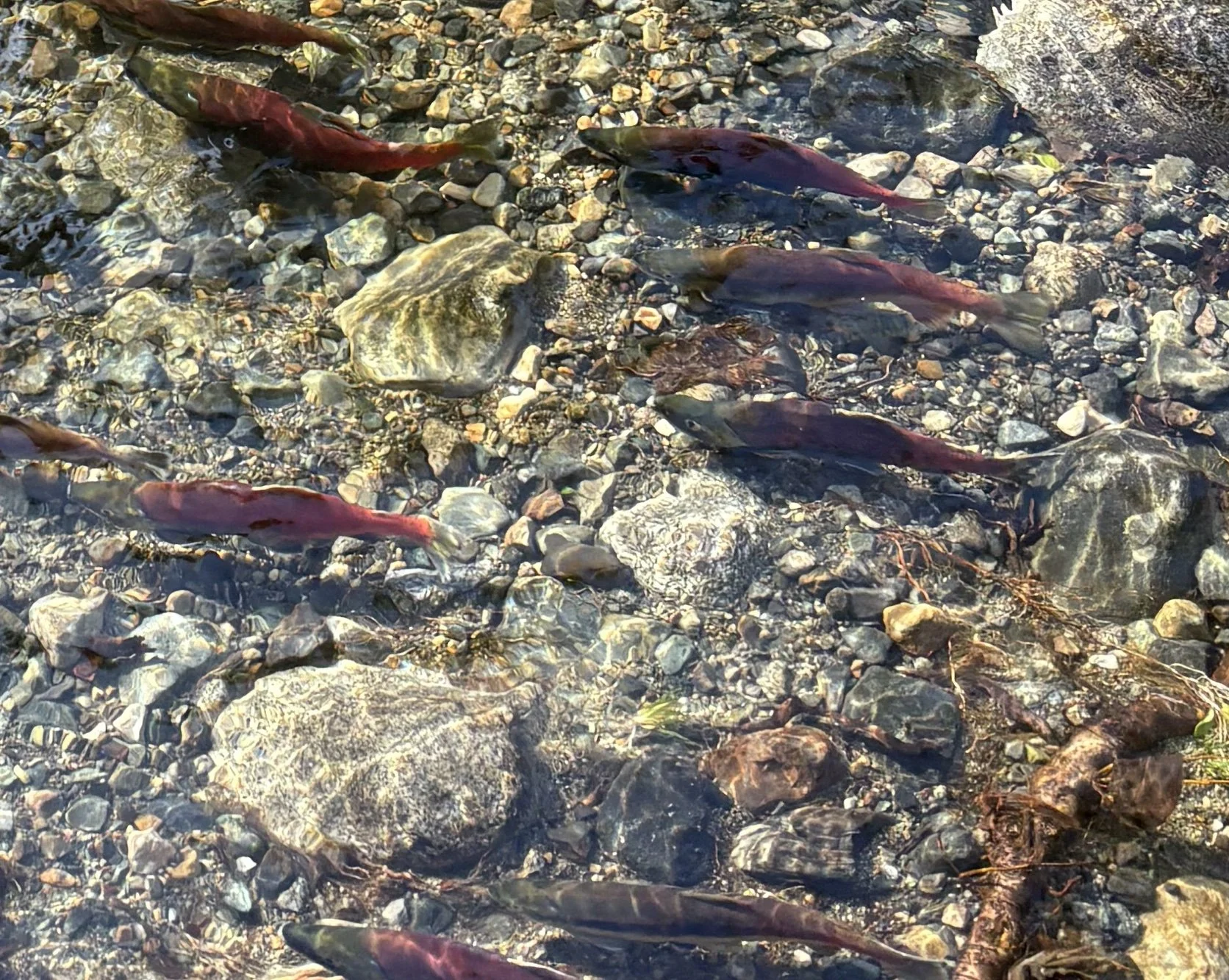 Pink Lake Tahoe Kokanee salmon spawning in the upper truckee river