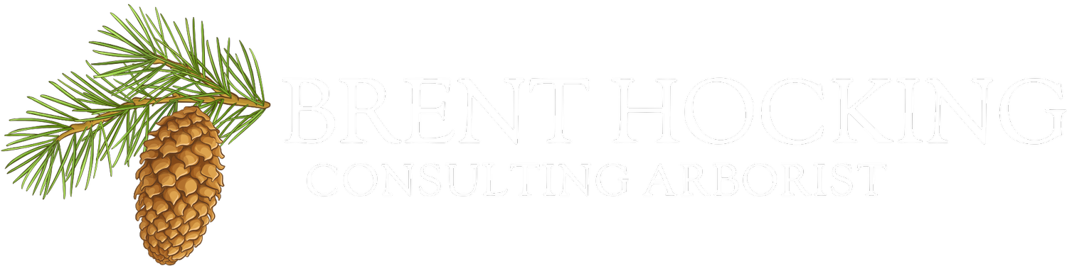 Brent Hocking Consulting Arborist